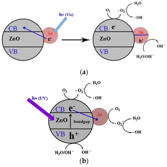 IJMS Free FullText Interactions of Zinc Oxide Nanostructures with Mammalian Cells