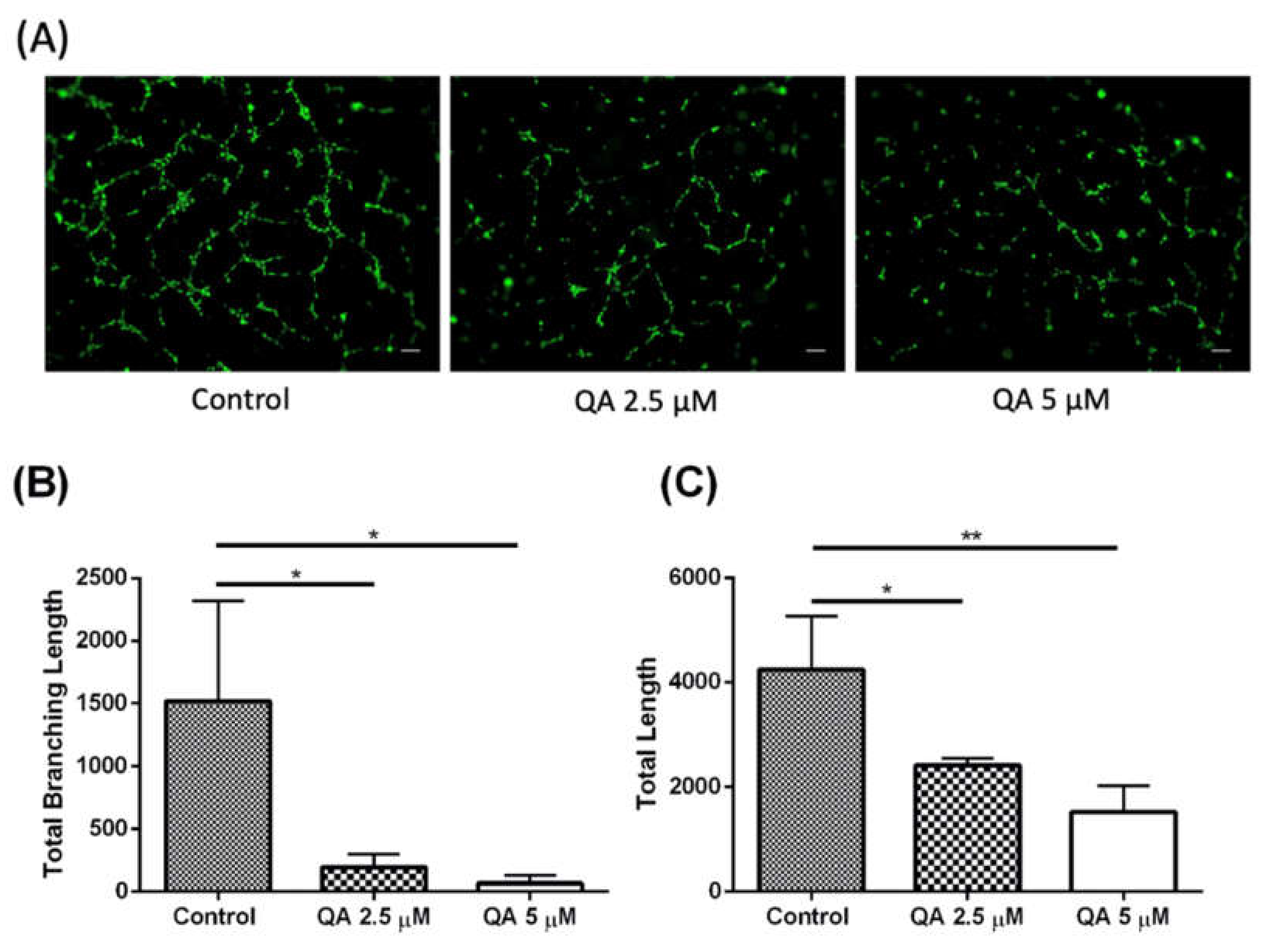 Ijms 21 06306 g006 Ijms 21 06306 g006