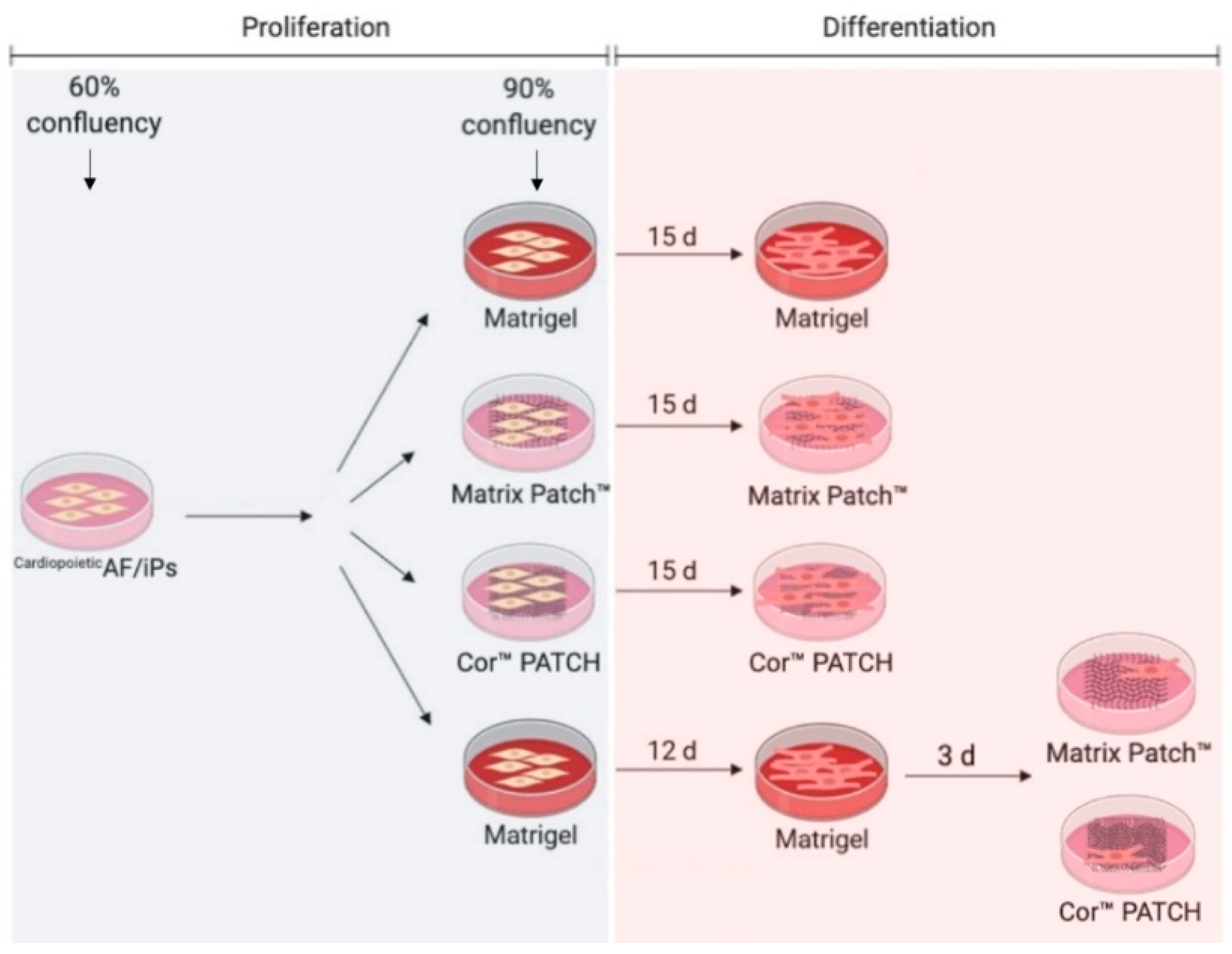Ijms 21 06317 g001 Ijms 21 06317 g001