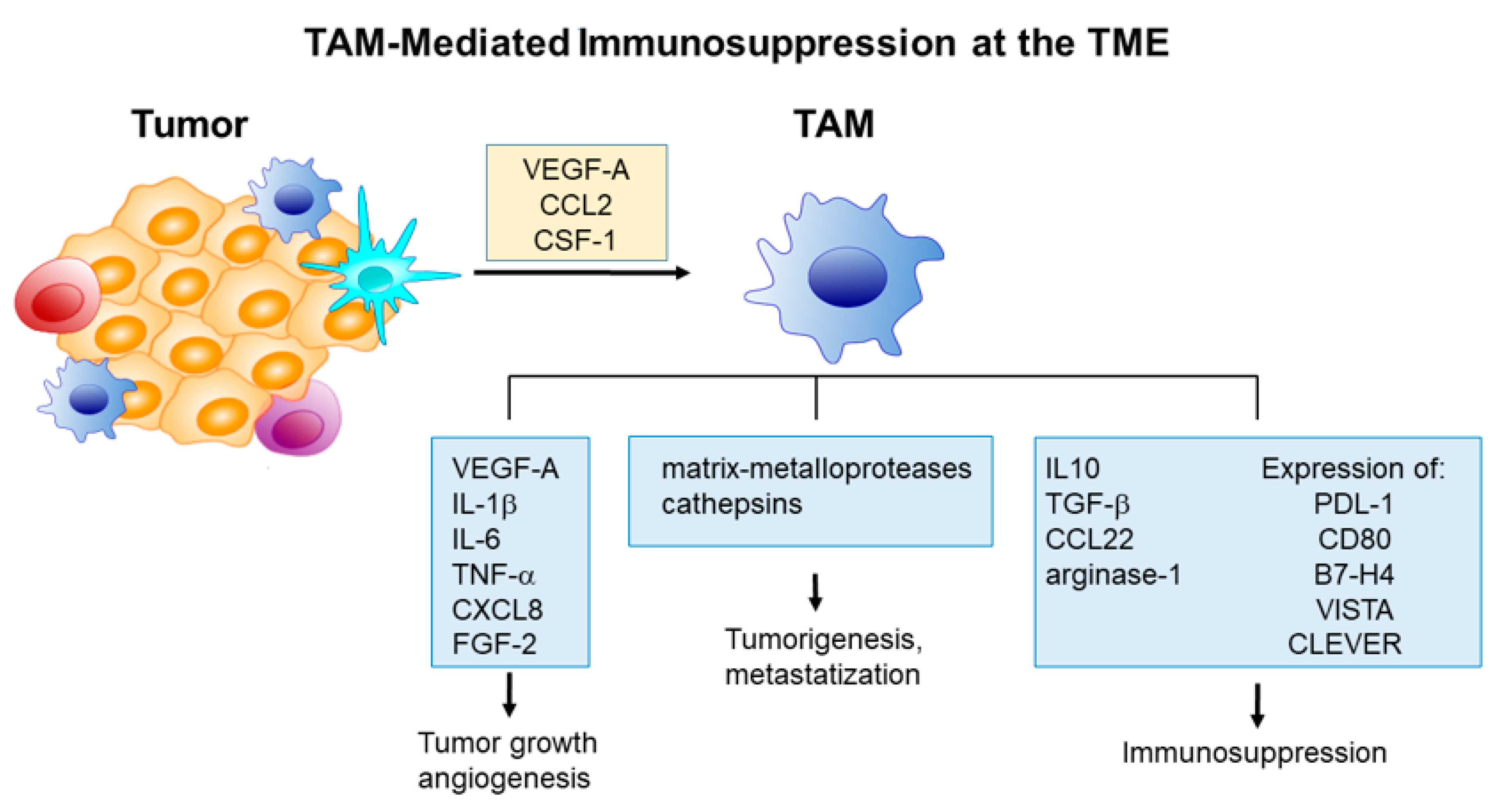 Ijms 21 06318 g003 Ijms 21 06318 g003