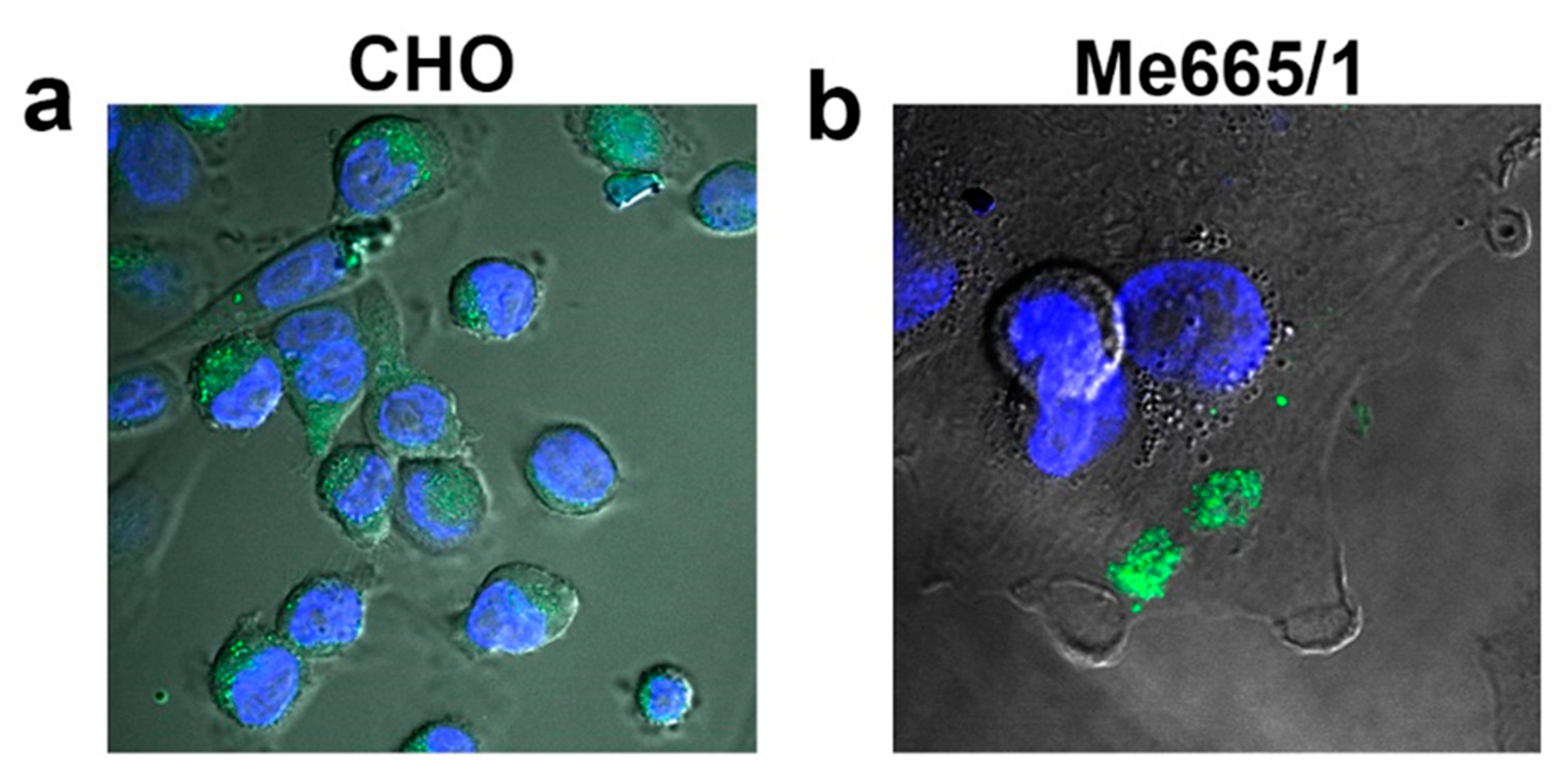 Ijms 21 06318 g005 Ijms 21 06318 g005