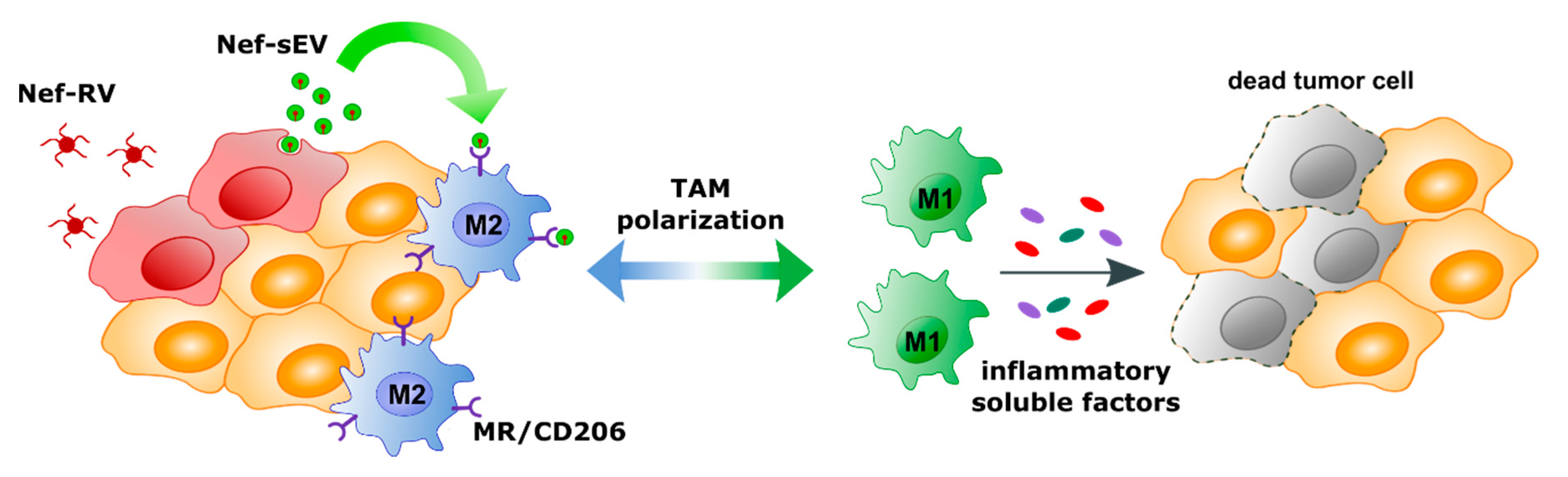 Ijms 21 06318 g007 Ijms 21 06318 g007