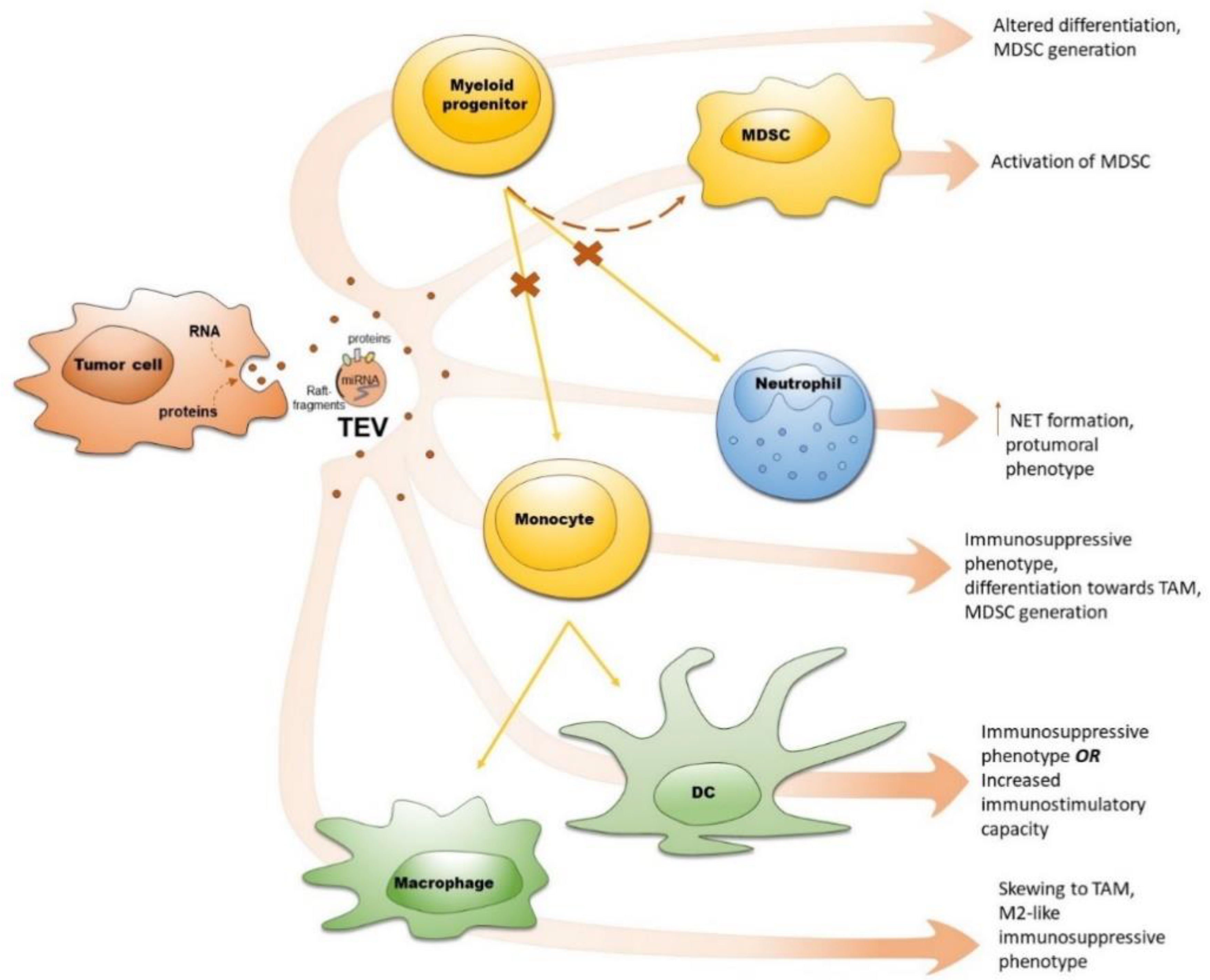 Ijms 21 06319 g002 Ijms 21 06319 g002