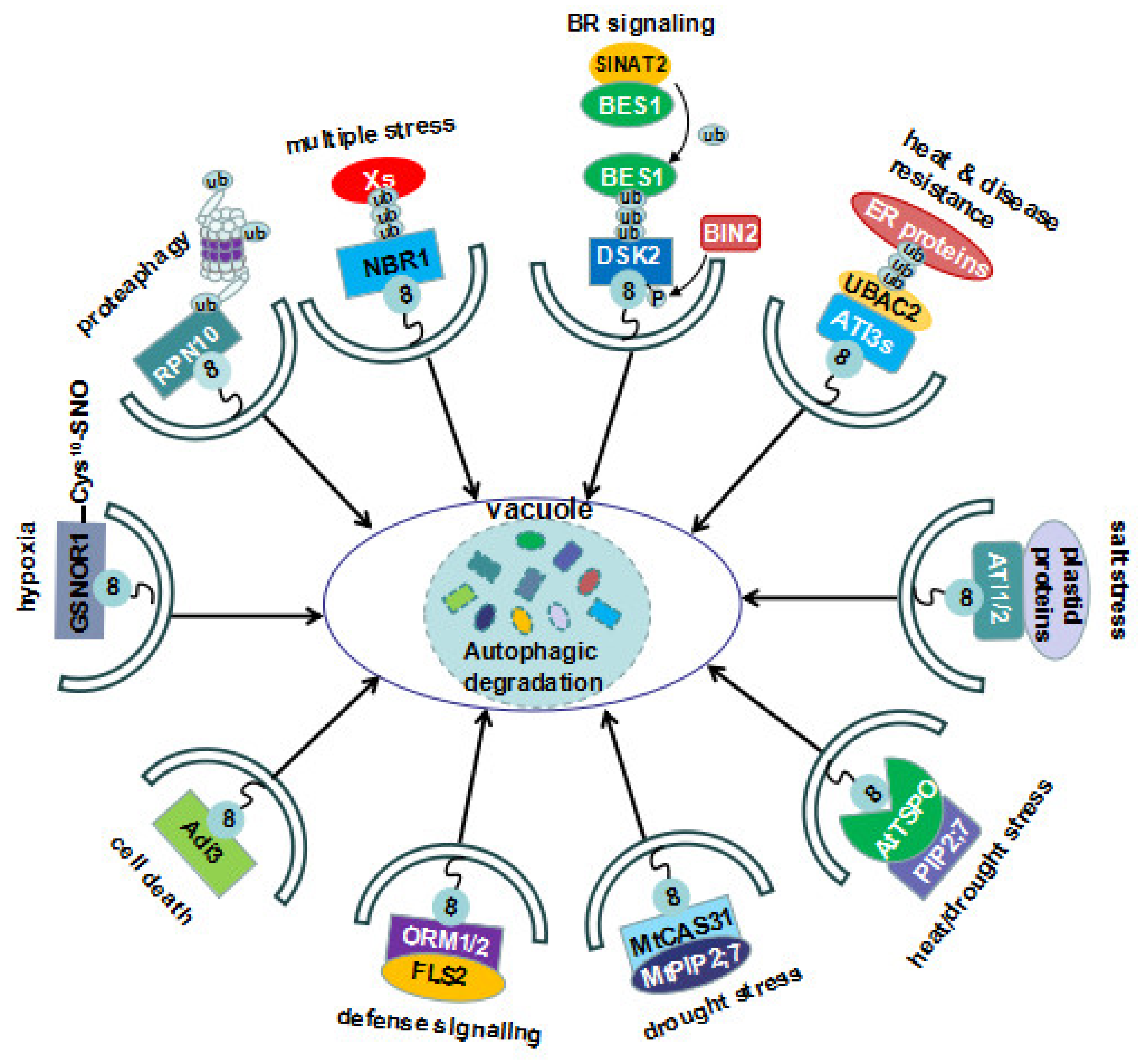 Full article: Interactions of Autophagy and the Immune System in Health and  Diseases