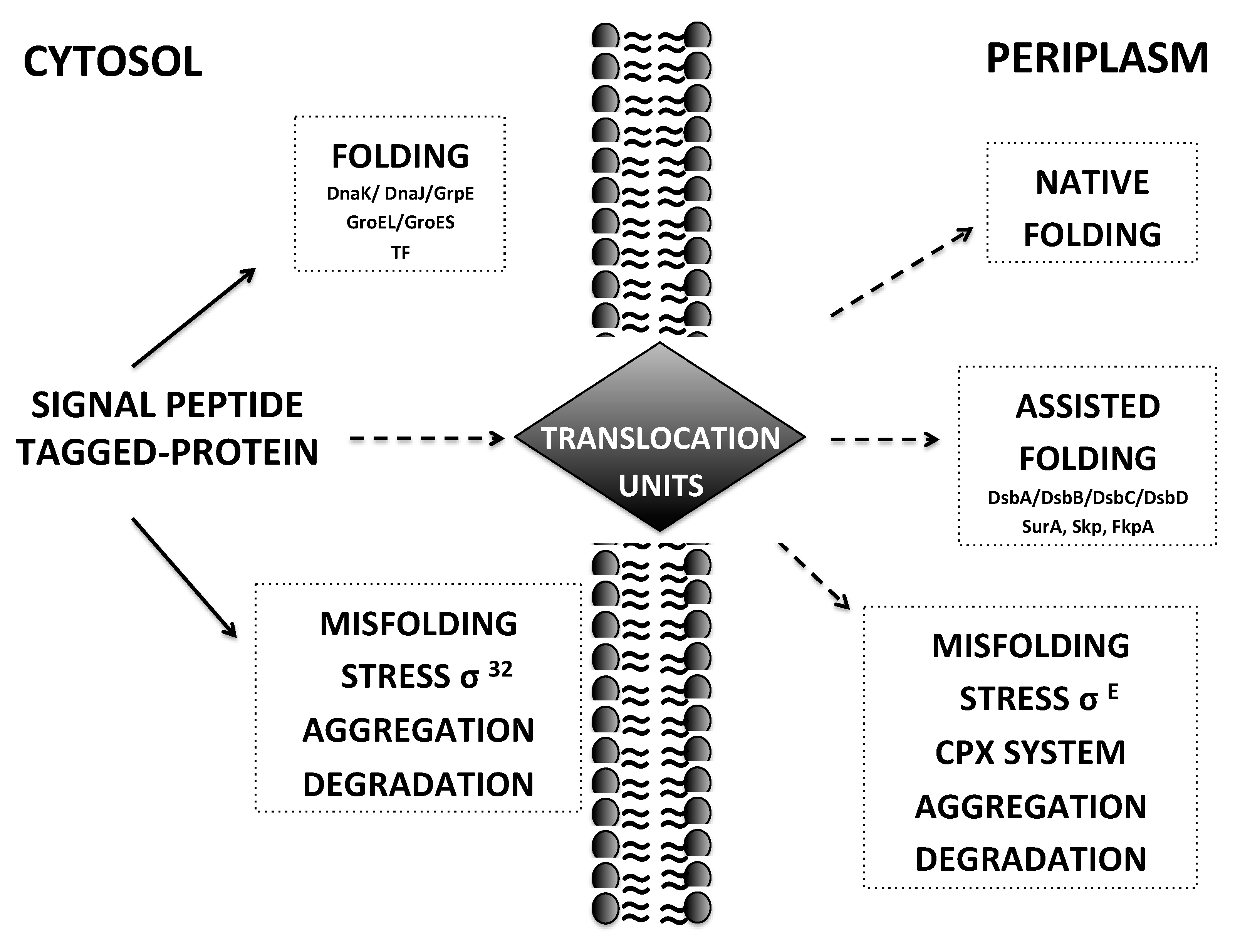 Step-by-step efficiency of cloning, small-scale protein expression and