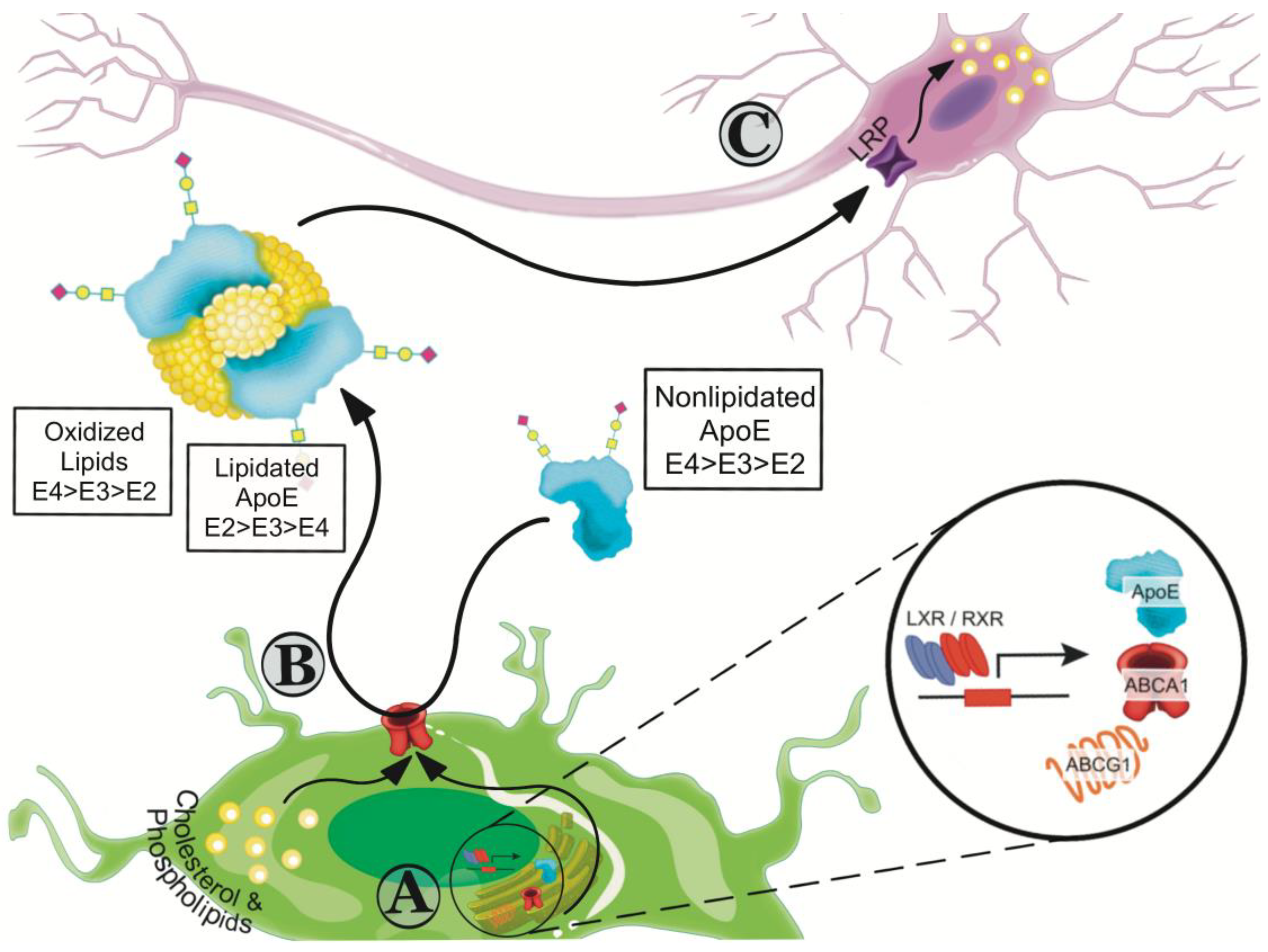 Ijms Free Full Text Apoe Lipidation As A Therapeutic Target In Alzheimer S Disease Html