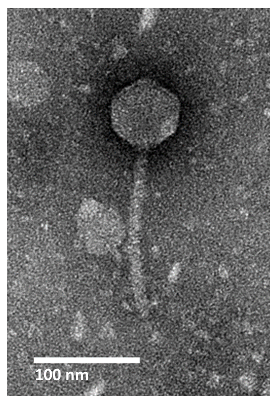 Ijms 21 06338 g001 Ijms 21 06338 g001