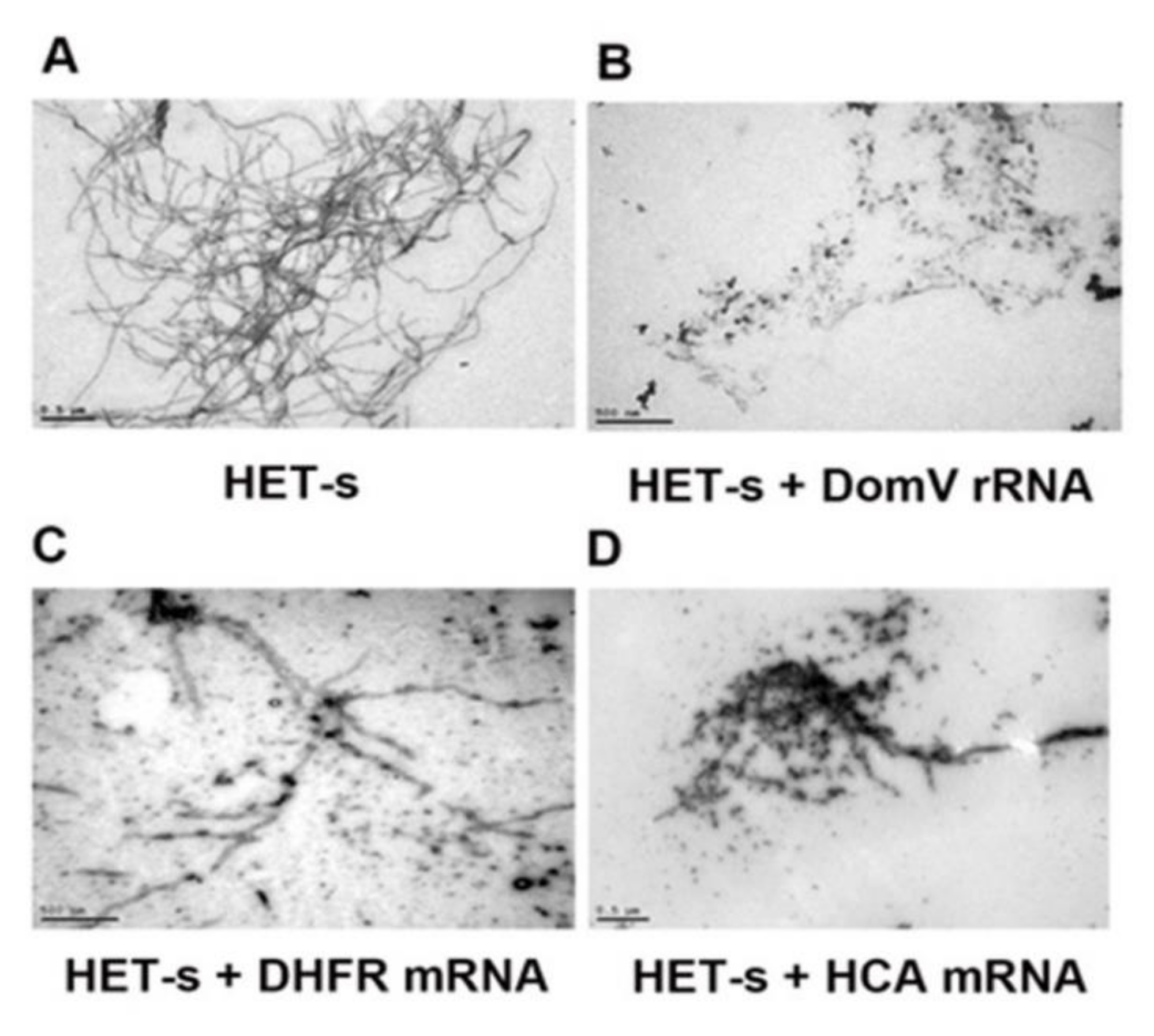 Ijms 21 06340 g003 Ijms 21 06340 g003