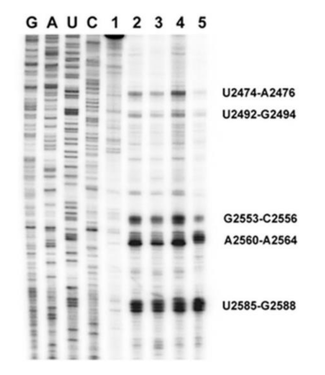 Ijms 21 06340 g005 Ijms 21 06340 g005