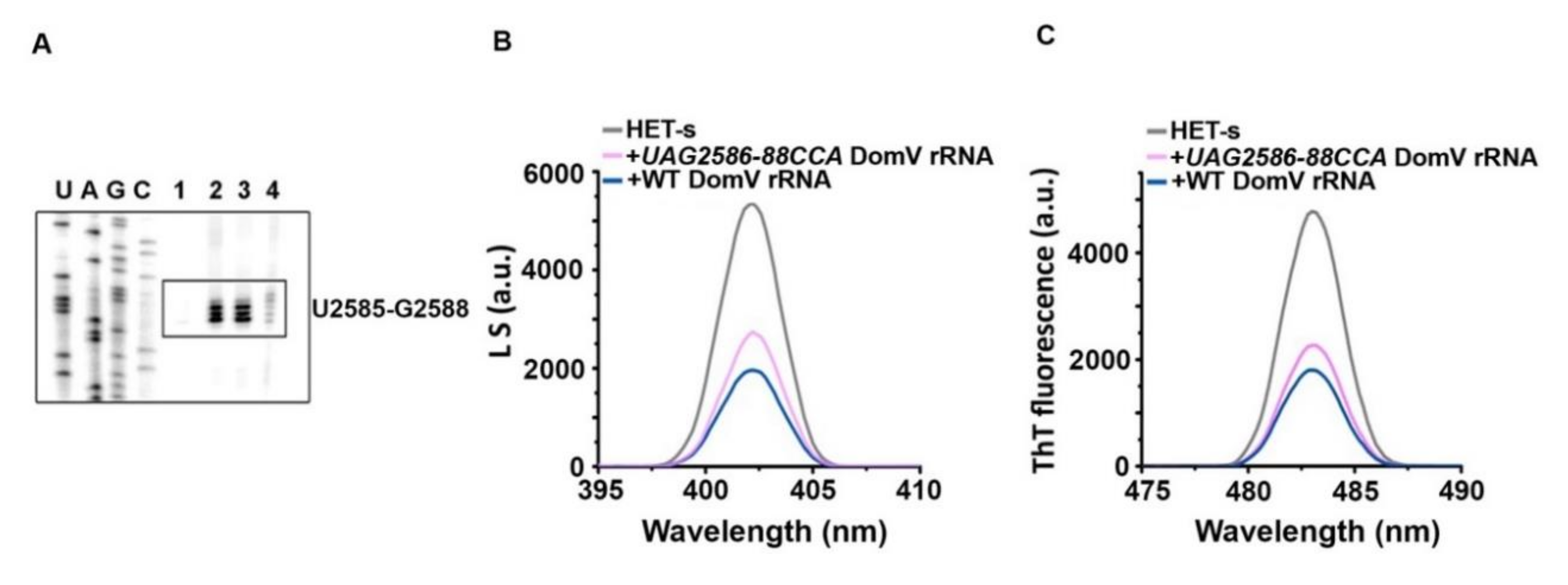 Ijms 21 06340 g006 Ijms 21 06340 g006