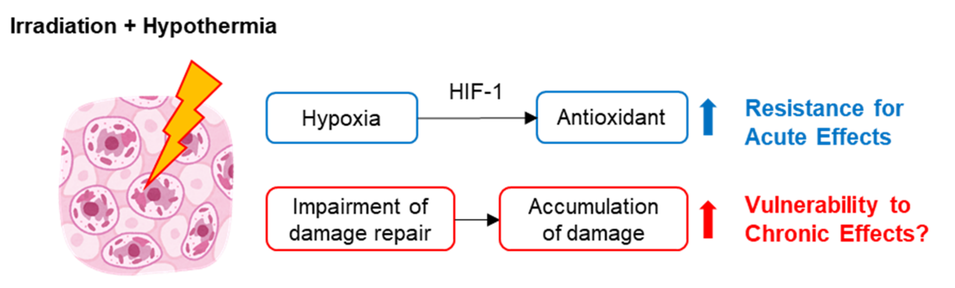 Ijms Free Full Text The Effect Of Low Temperatures On Environmental Radiation Damage In Living Systems Does Hypothermia Show Promise For Space Travel Html