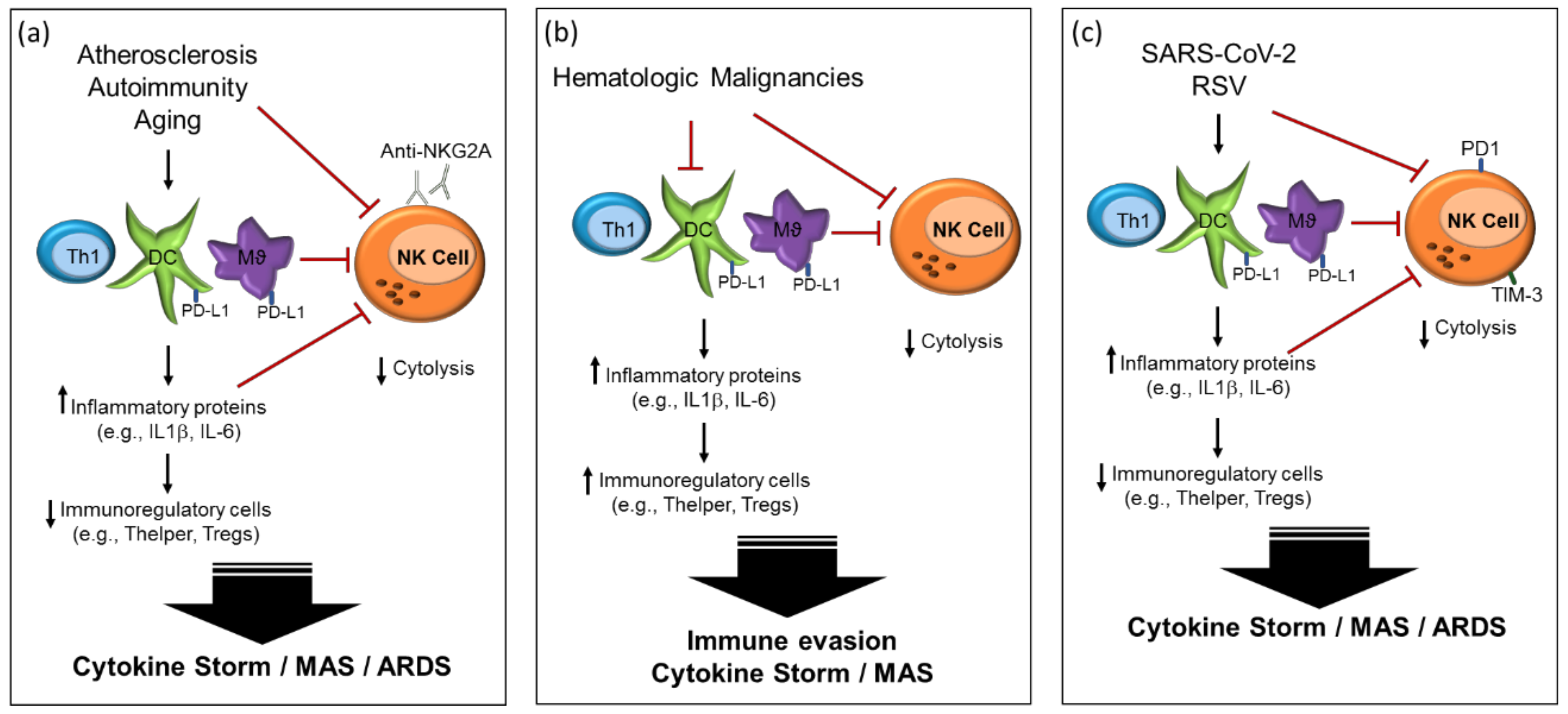 IJMS Free FullText Natural Killer Cell Dysfunction and Its Role in