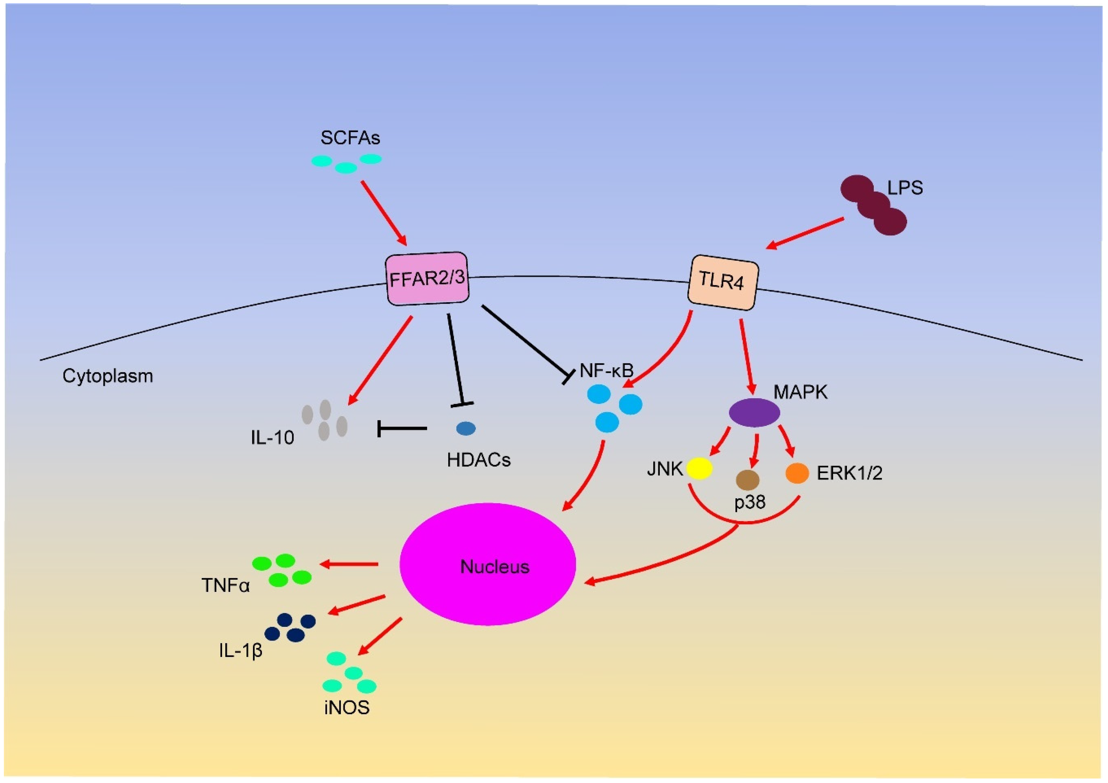 Catégorie bicouche Accor short chain fatty acids microbiome Problèmes ...