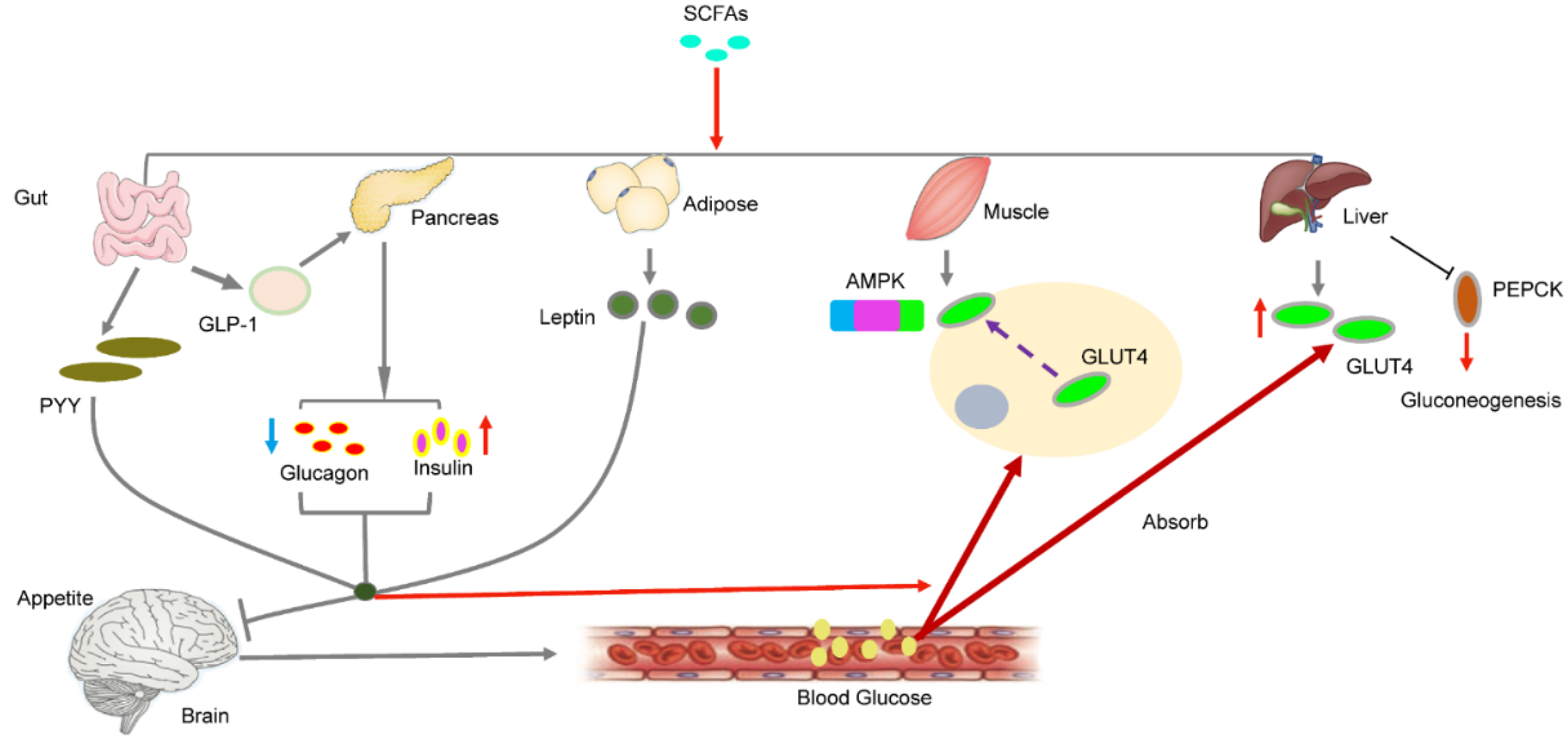 Ijms 21 06356 g002 Ijms 21 06356 g002