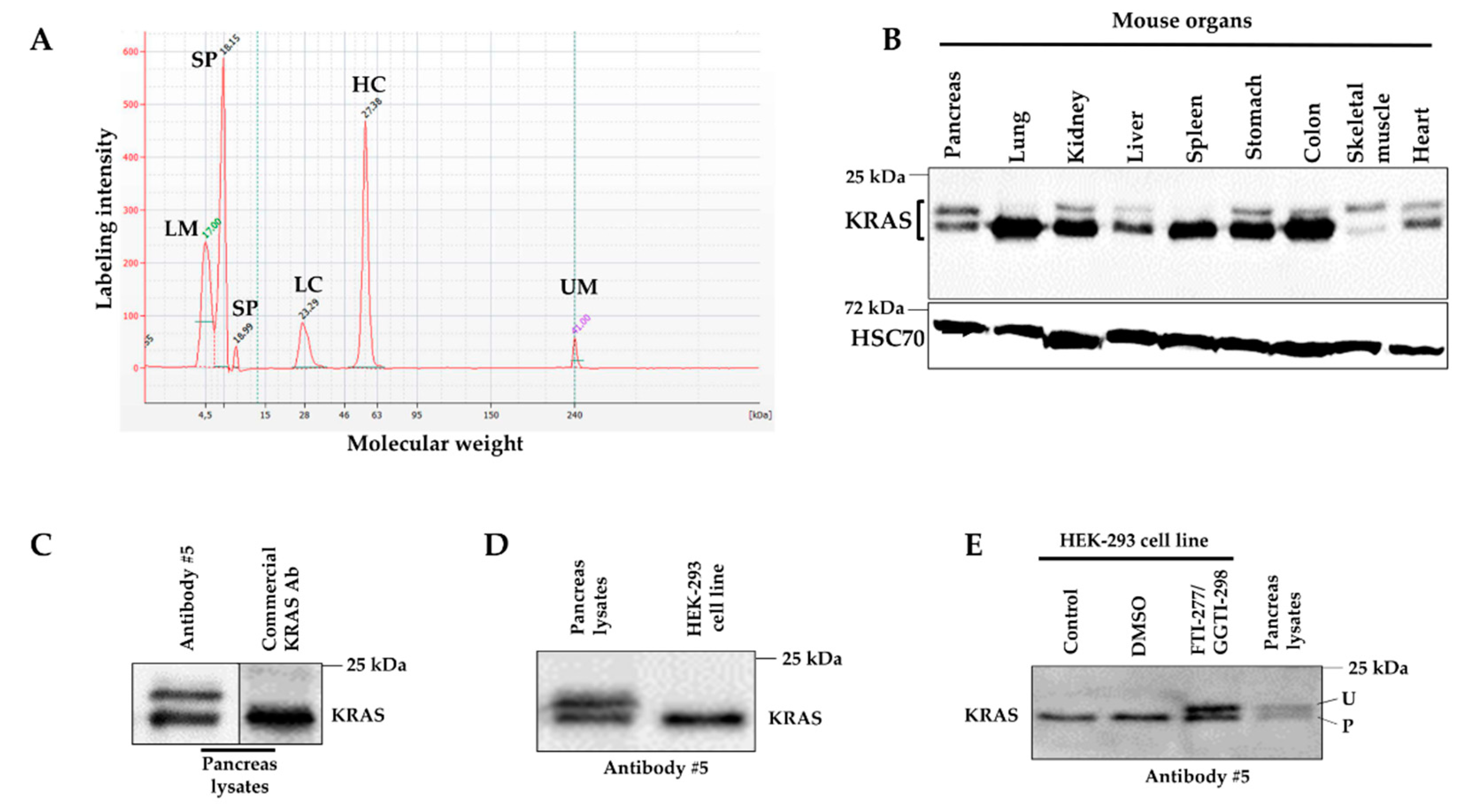 Ijms 21 06361 g004 Ijms 21 06361 g004