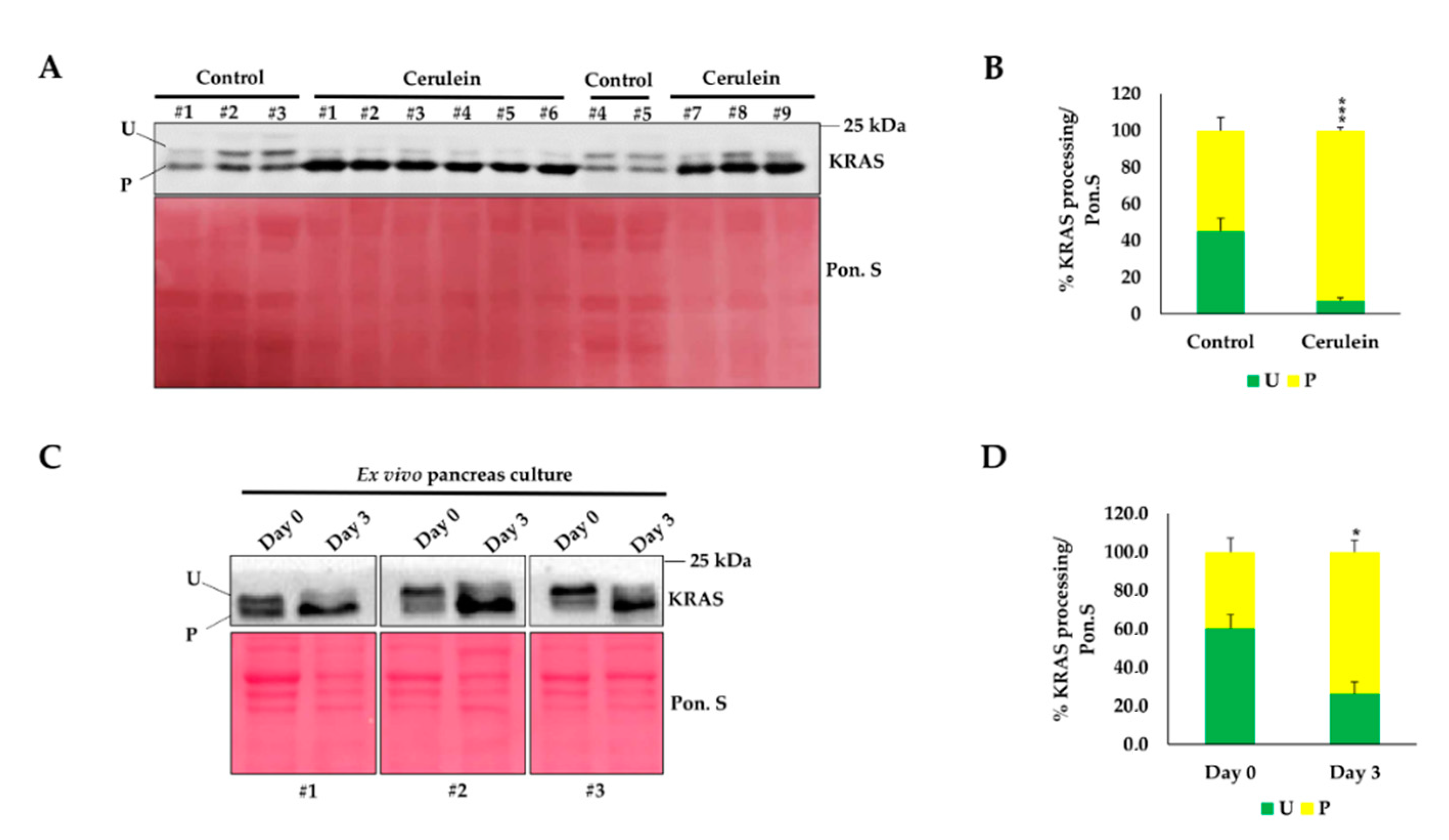 Ijms 21 06361 g005 Ijms 21 06361 g005