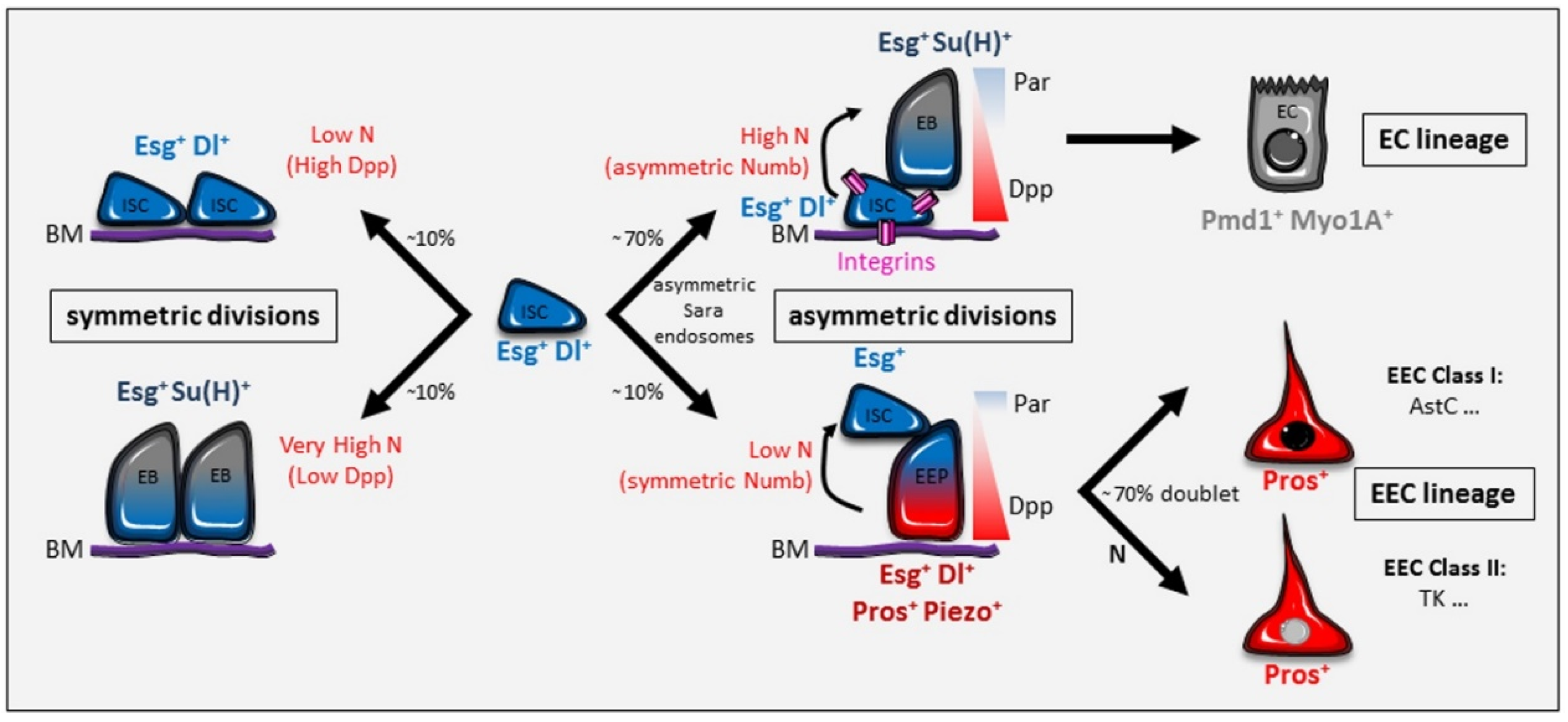 Ijms 21 06362 g002 Ijms 21 06362 g002