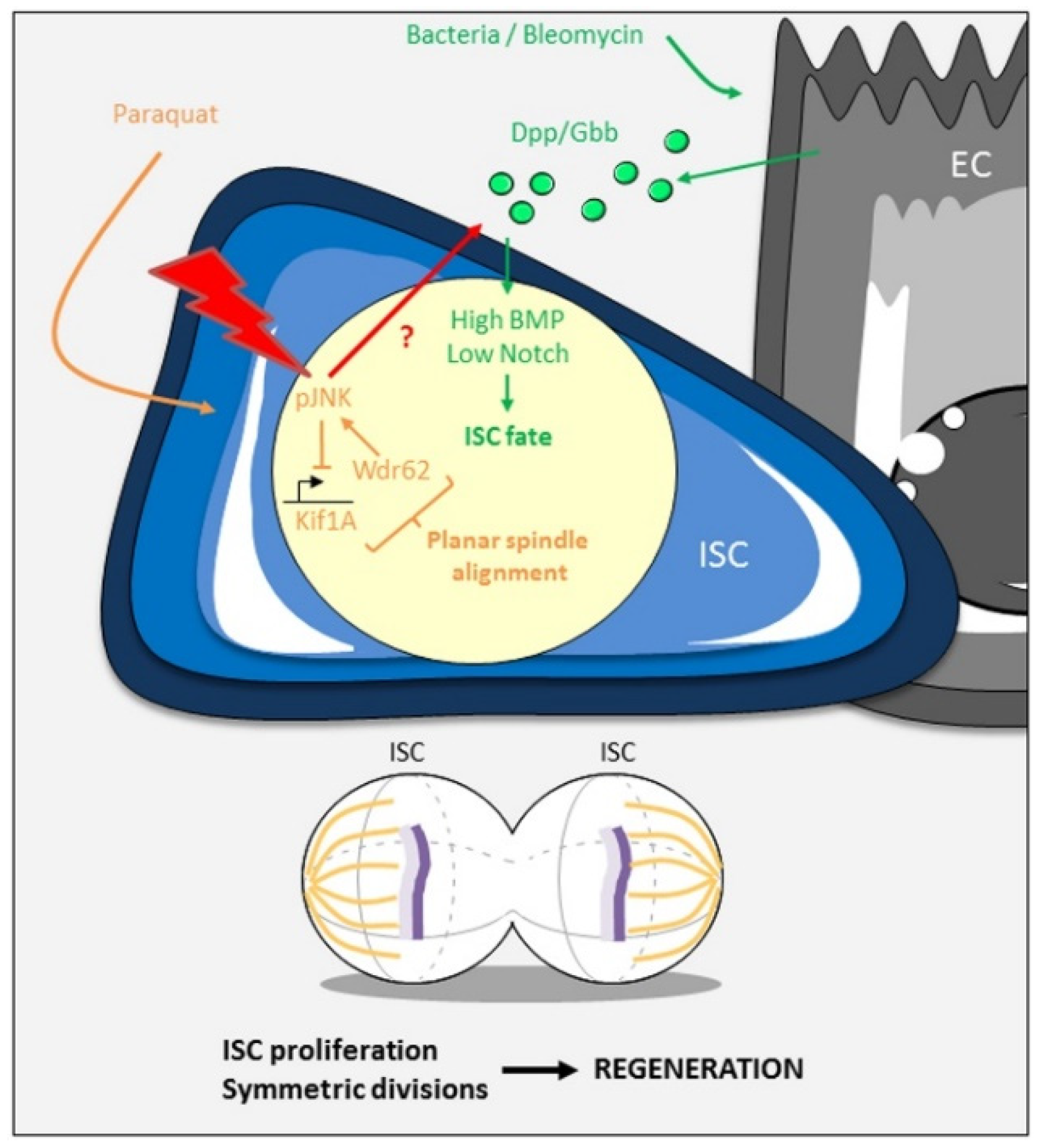 Ijms 21 06362 g004 Ijms 21 06362 g004