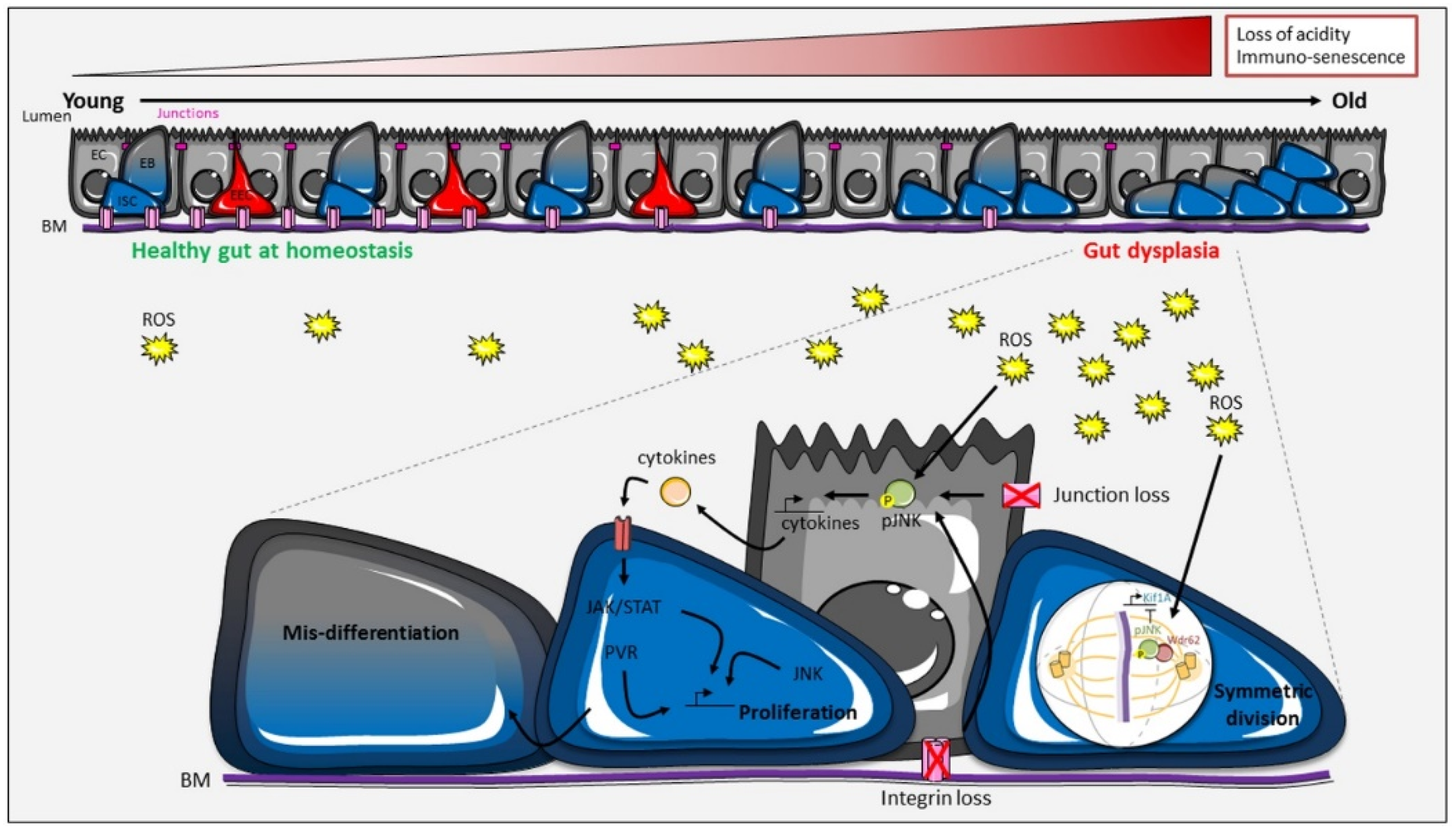 Ijms 21 06362 g005 Ijms 21 06362 g005
