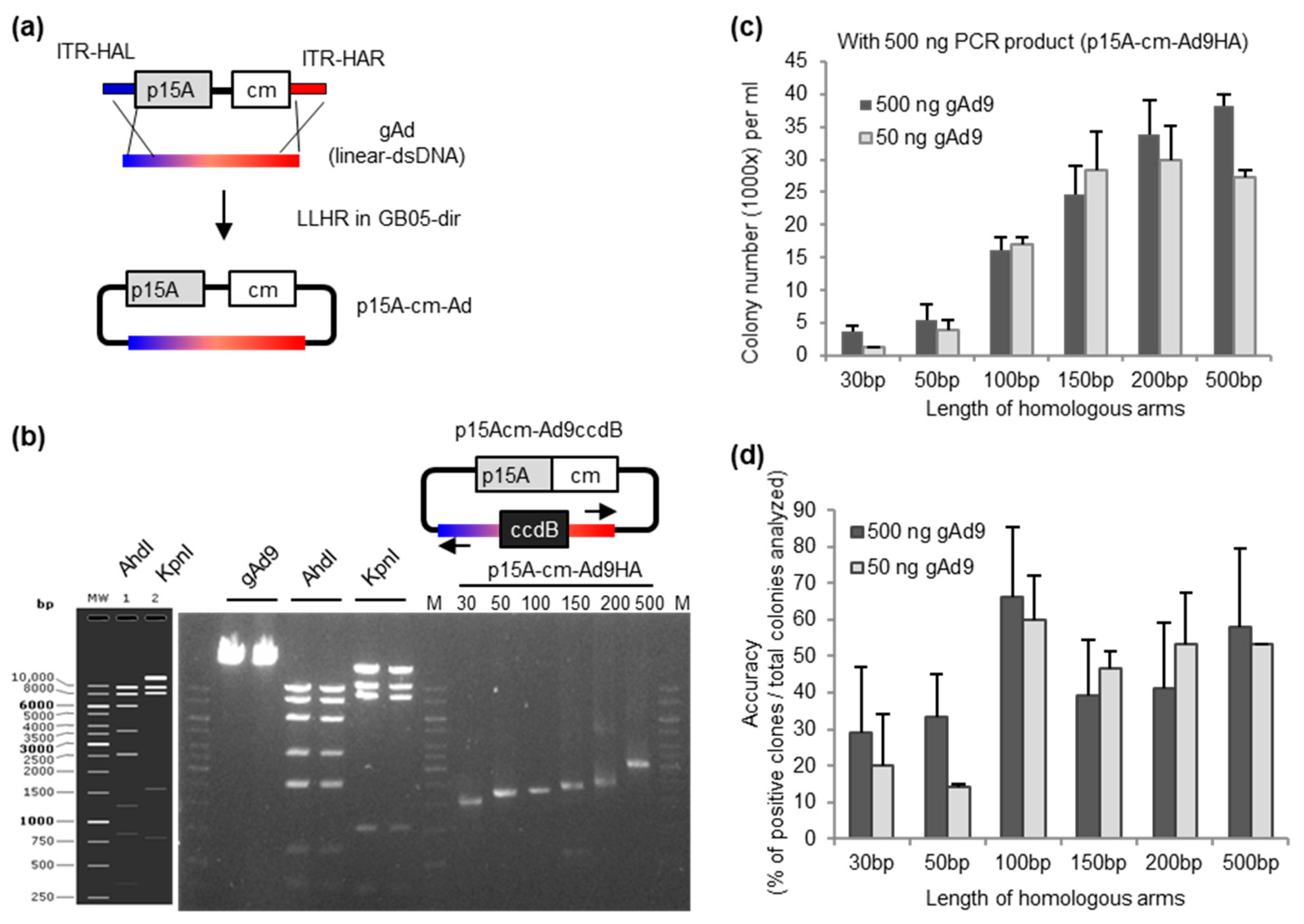 感謝の声続々！ High-Throughput Cloning and Characterization of Emerging 首輪・ハーネス・リード