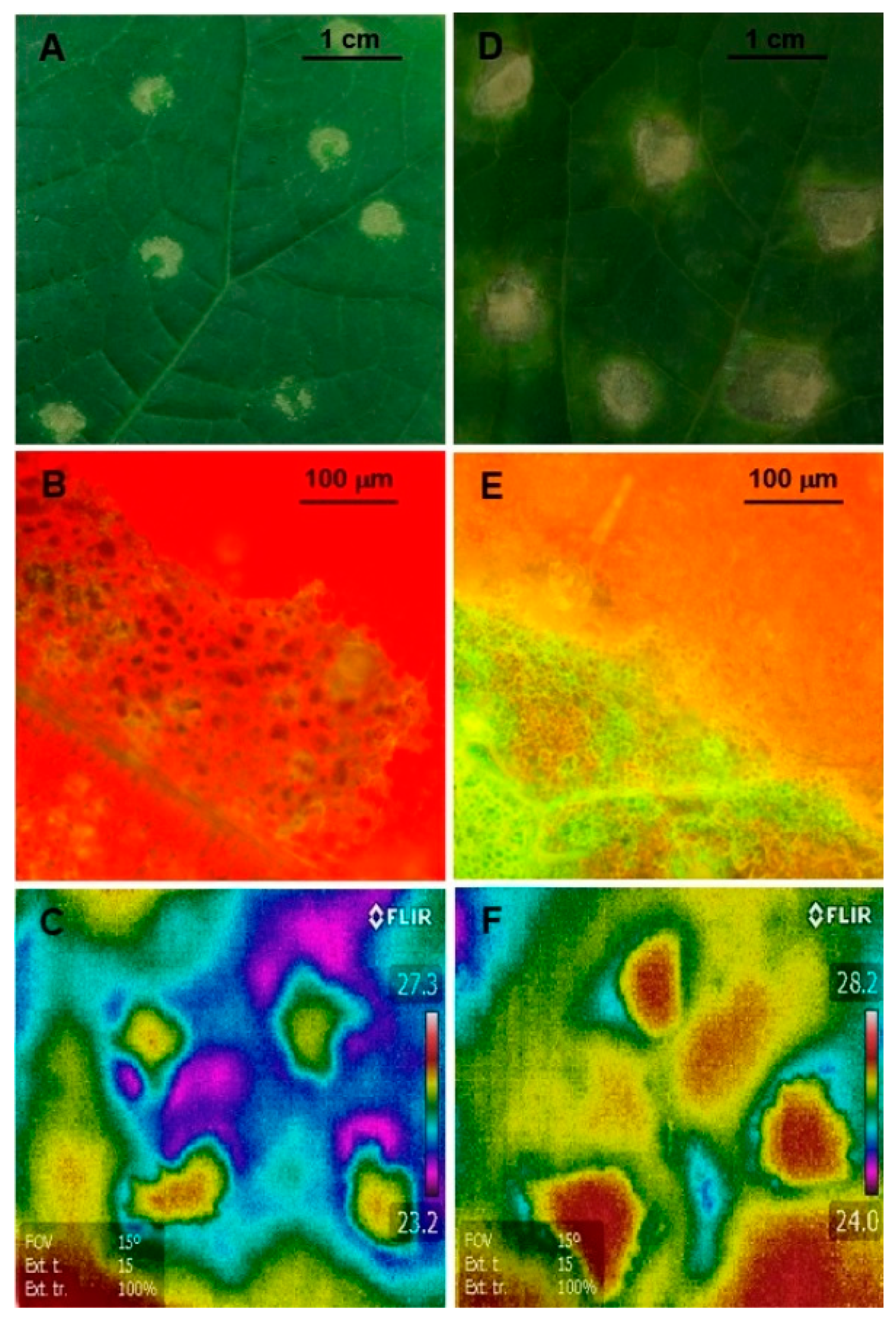 Ijms 21 06378 g001 Ijms 21 06378 g001