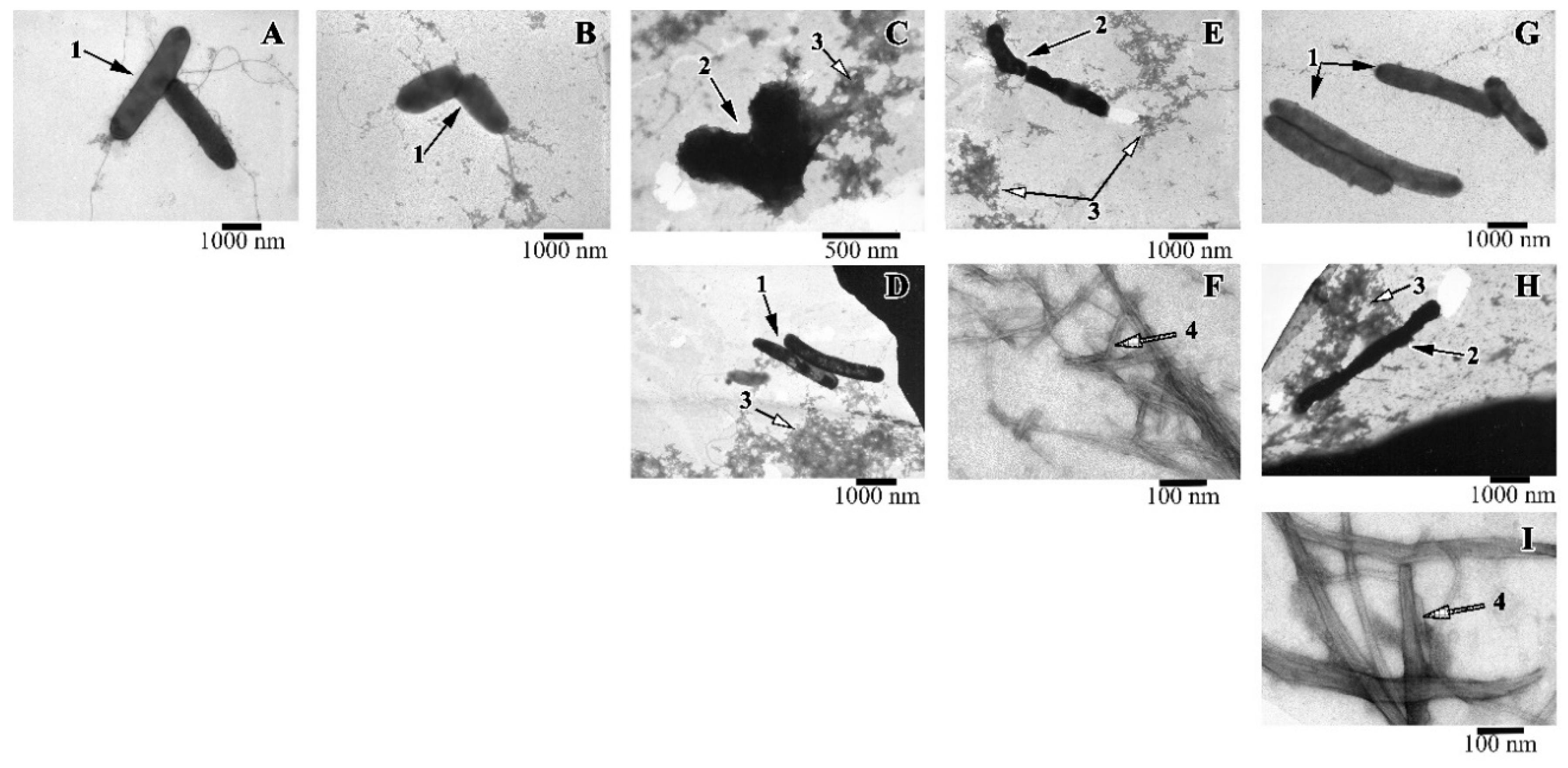 Ijms 21 06382 g006 Ijms 21 06382 g006