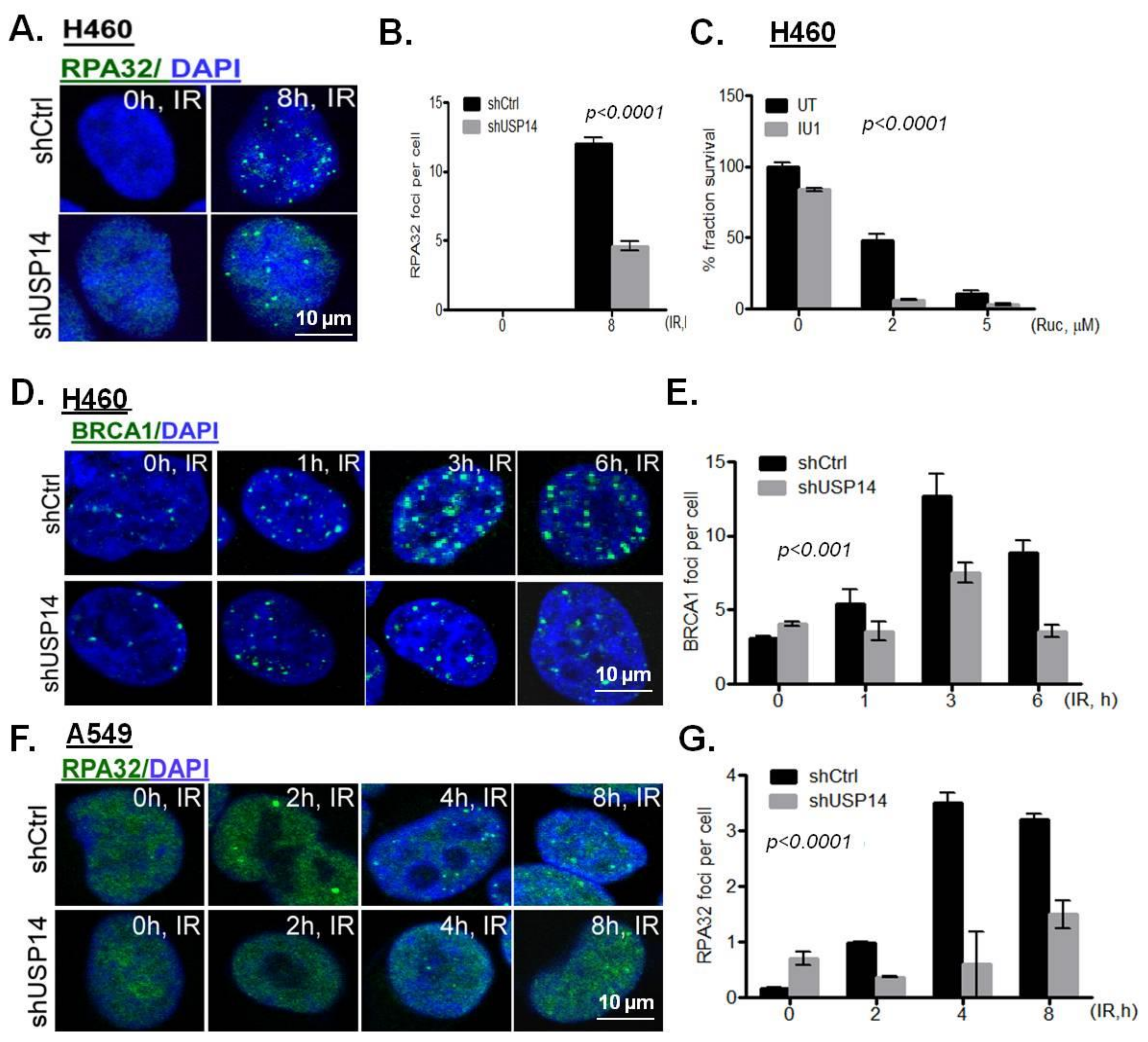 Ijms 21 06383 g005 Ijms 21 06383 g005