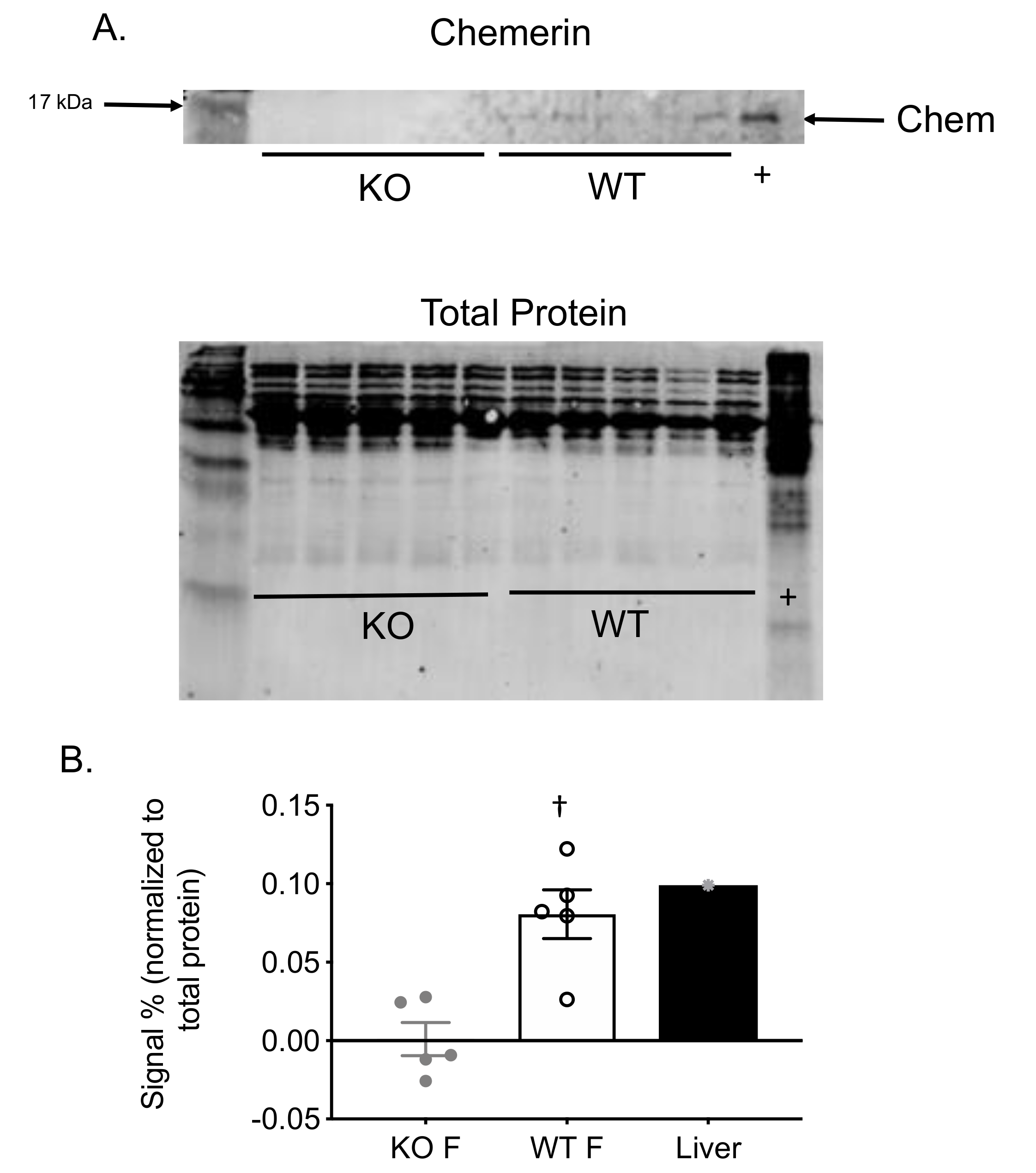Ijms 21 06392 g001 Ijms 21 06392 g001