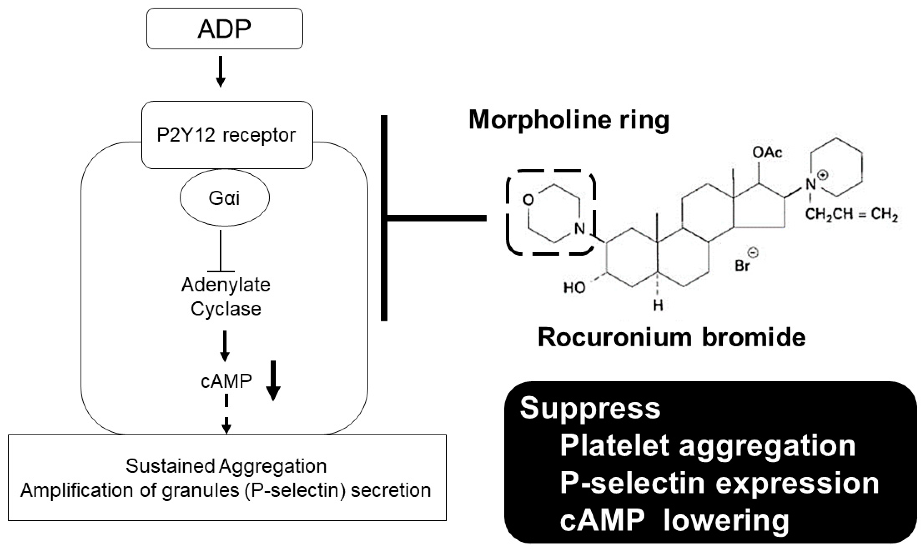 Ijms 21 06399 g005 Ijms 21 06399 g005