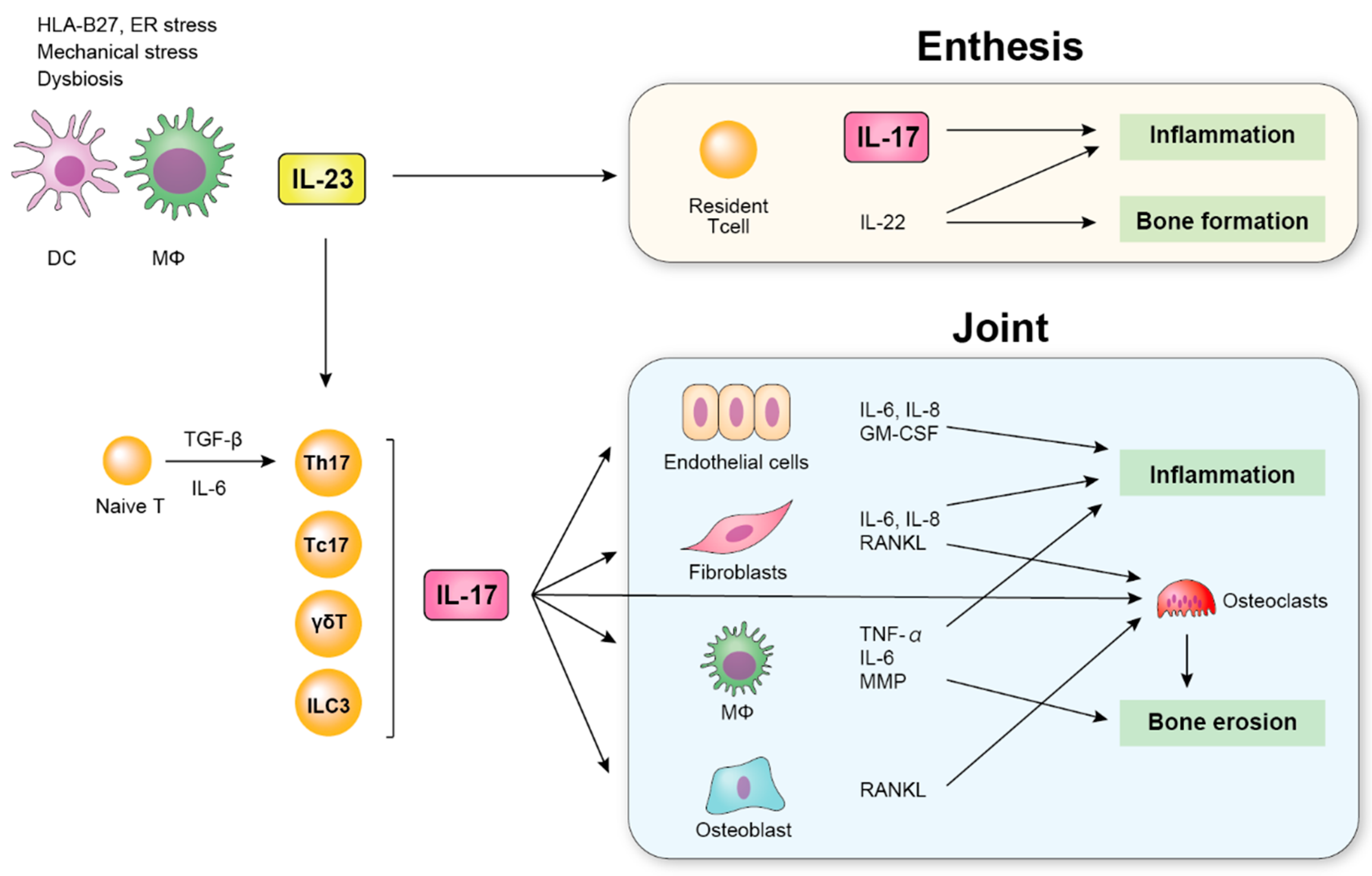 Ijms Free Full Text The Role Of The Il 23 Il 17 Pathway In The Pathogenesis Of Spondyloarthritis Html