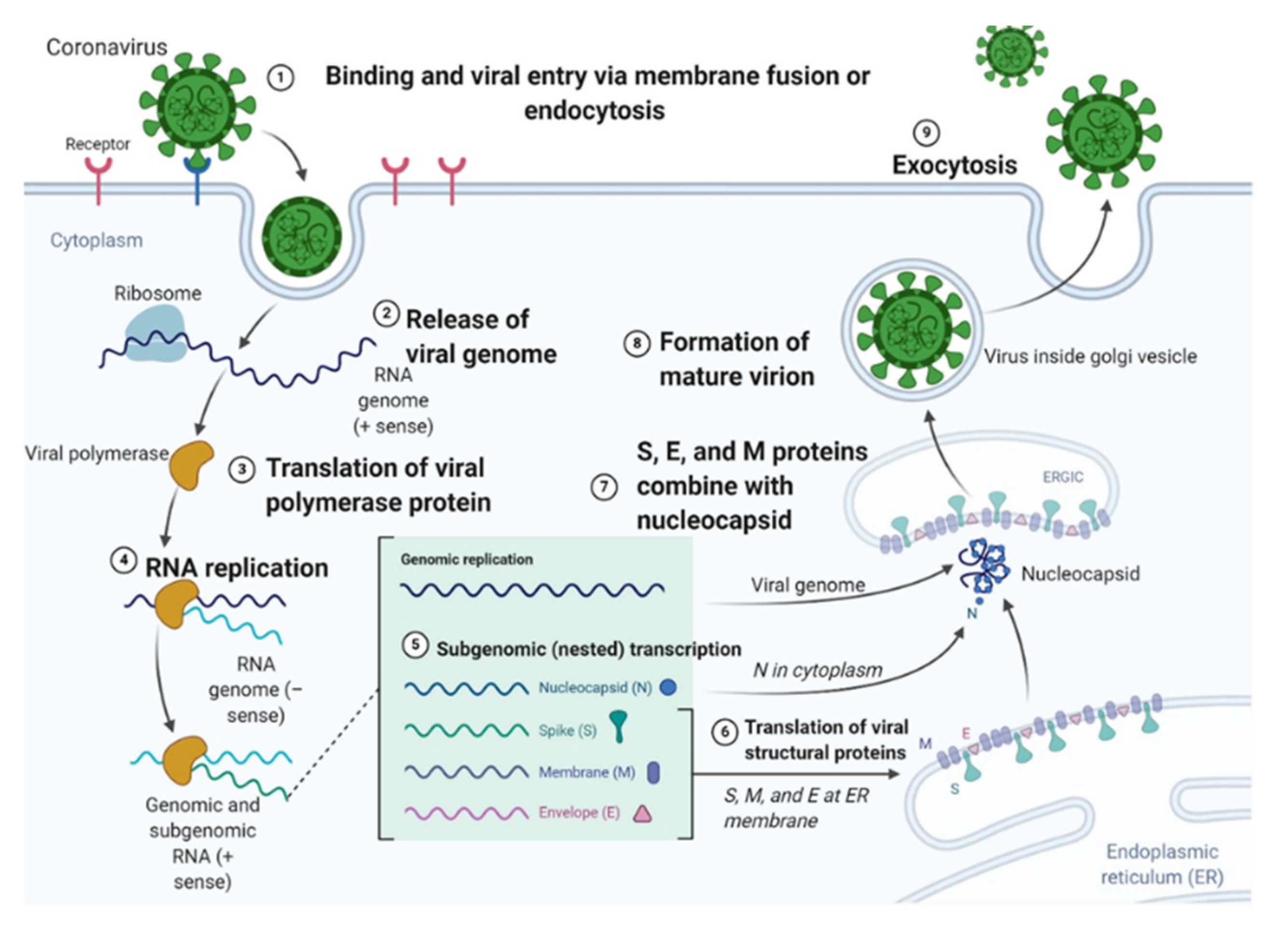 Frontiers  Understanding the Role of SARS-CoV-2 ORF3a in Viral