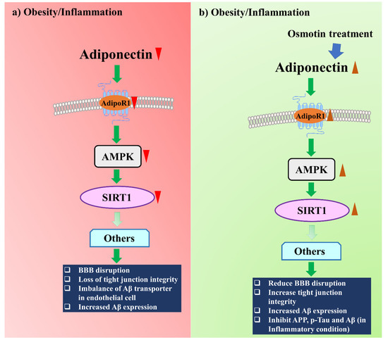 Adiponectin: The Potential Regulator and Therapeutic Target