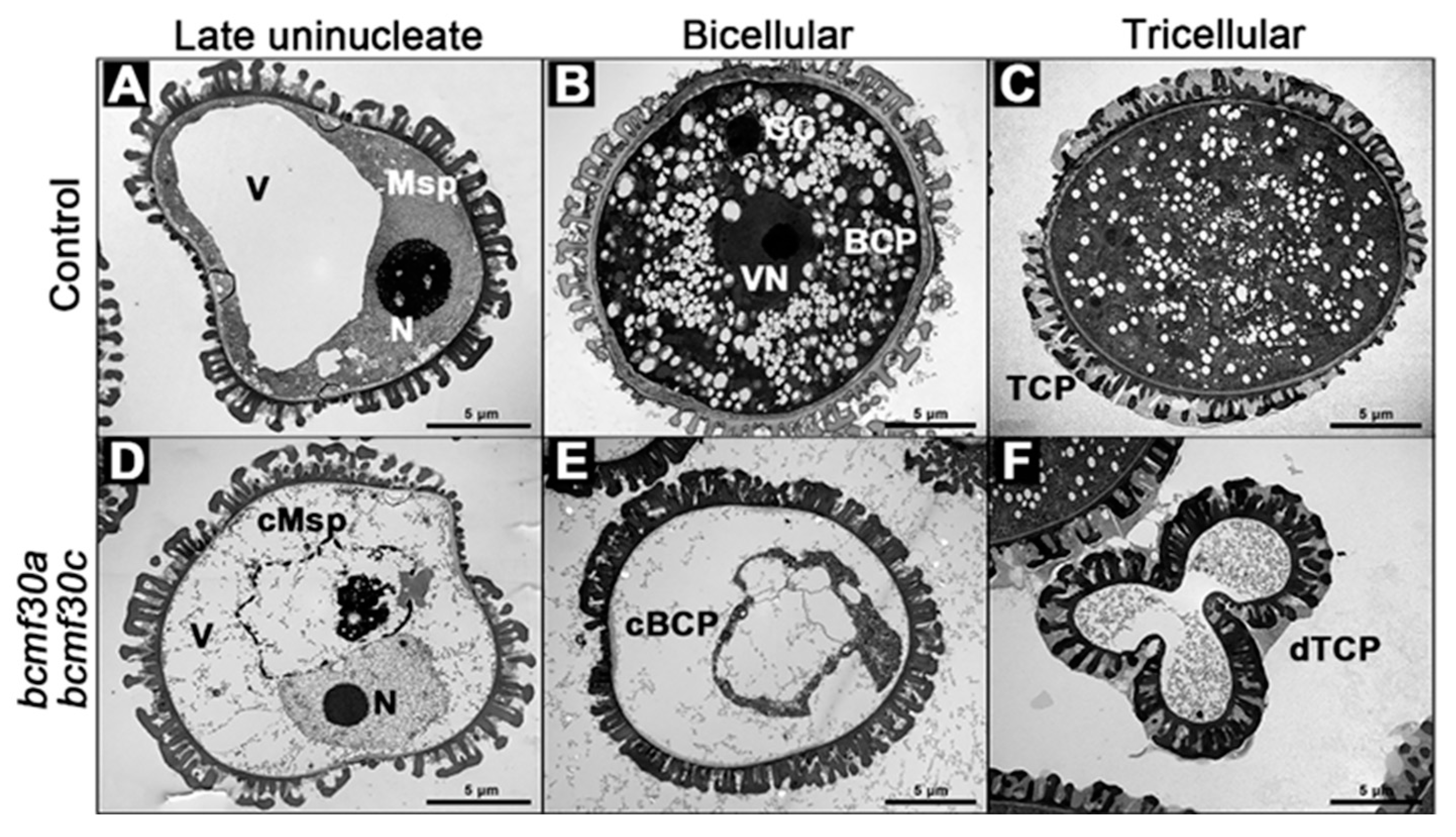 BcMF30a and BcMF30c, Two Novel Non-Tandem CCCH Zinc-Finger