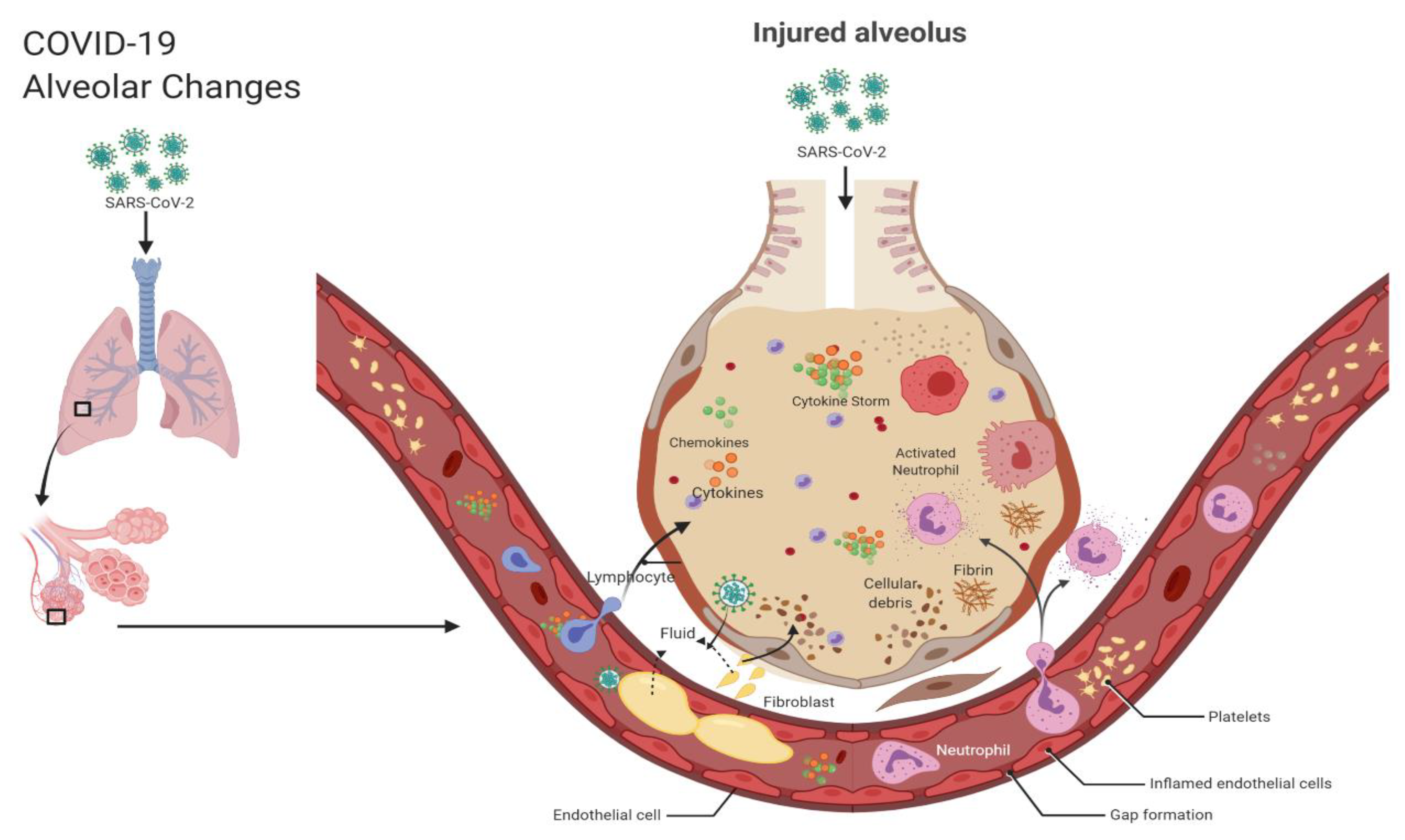 Ijms 21 06435 g005 Ijms 21 06435 g005