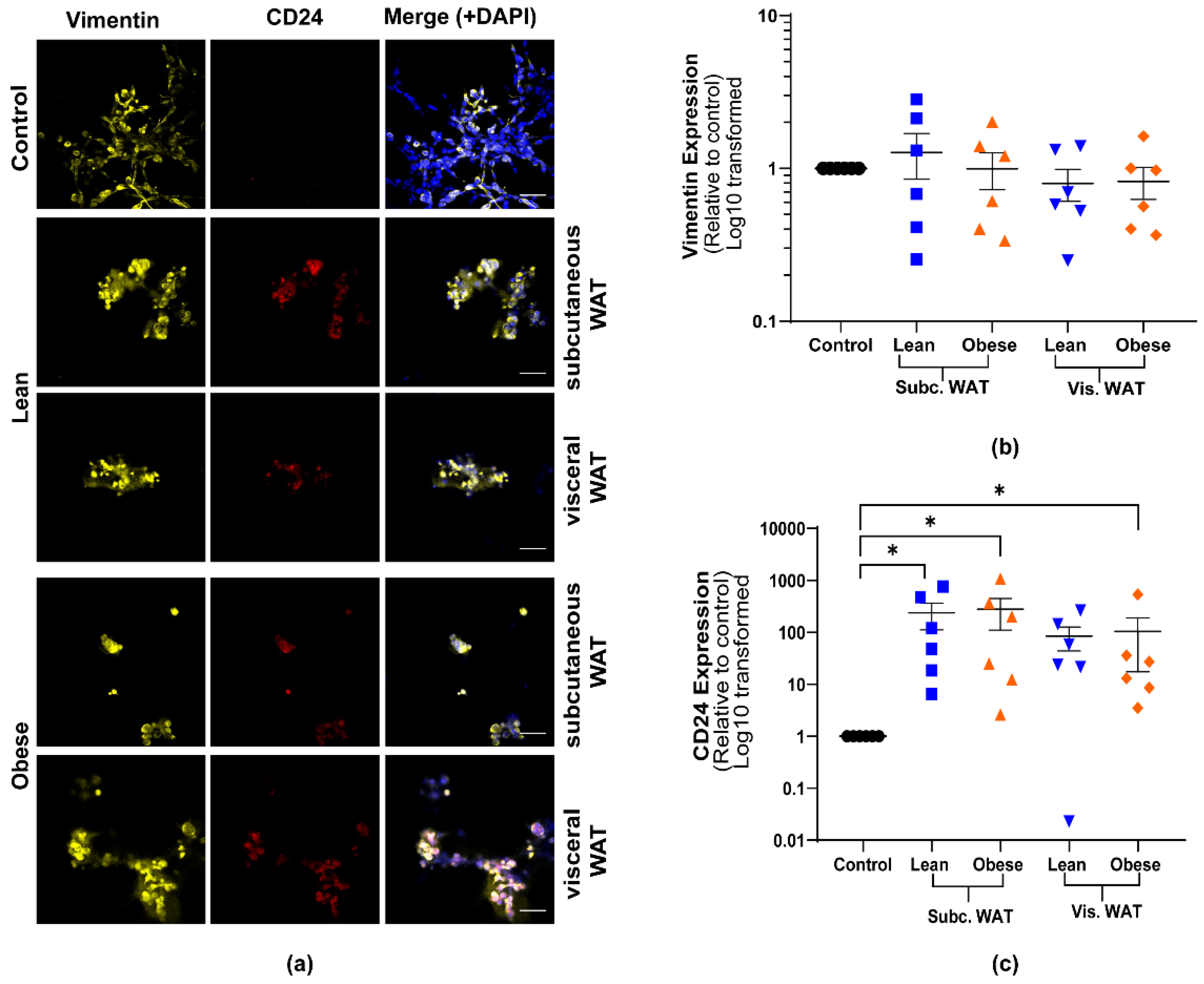 Ijms 21 06439 g002 Ijms 21 06439 g002