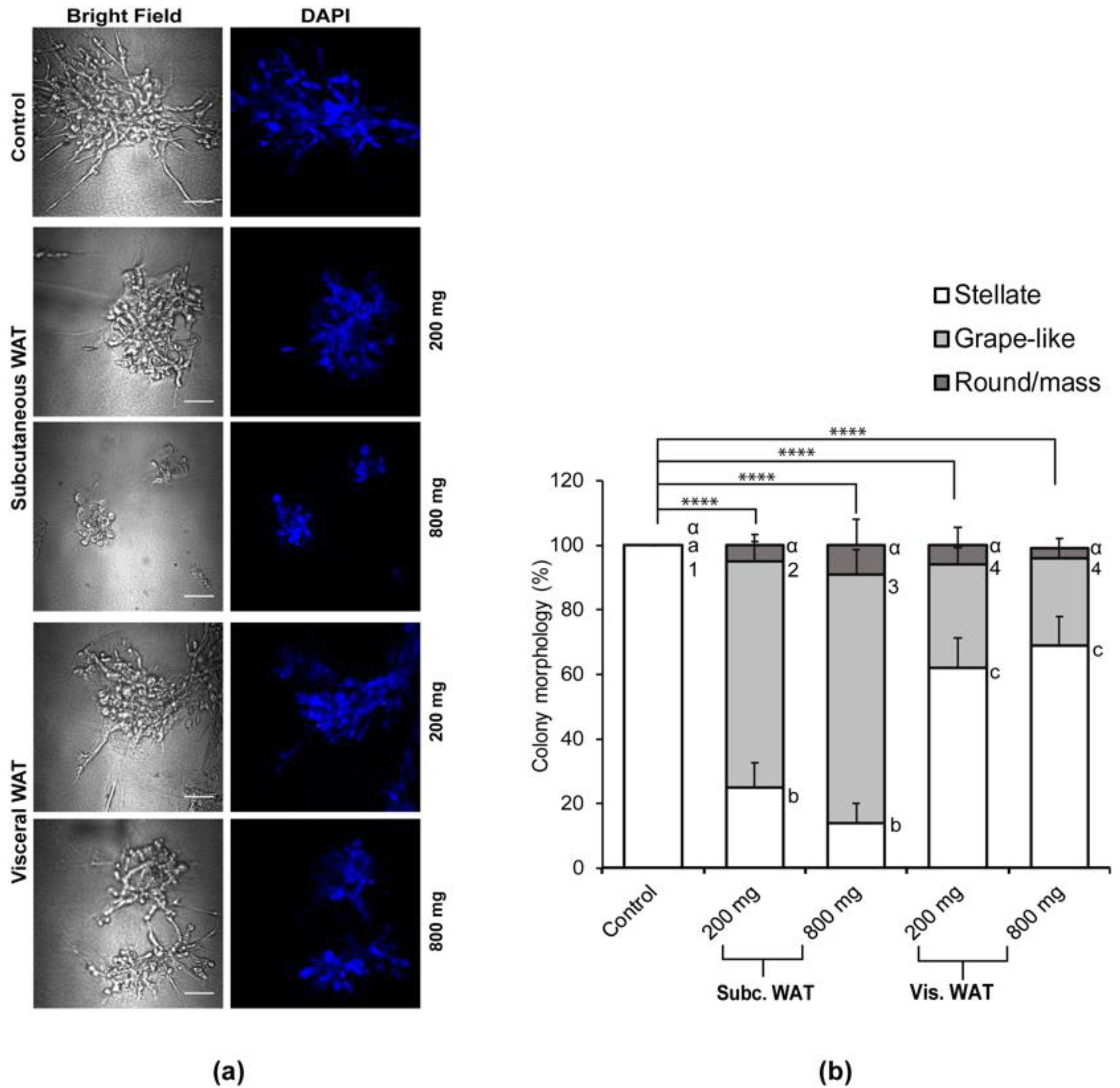 Ijms 21 06439 g004 Ijms 21 06439 g004
