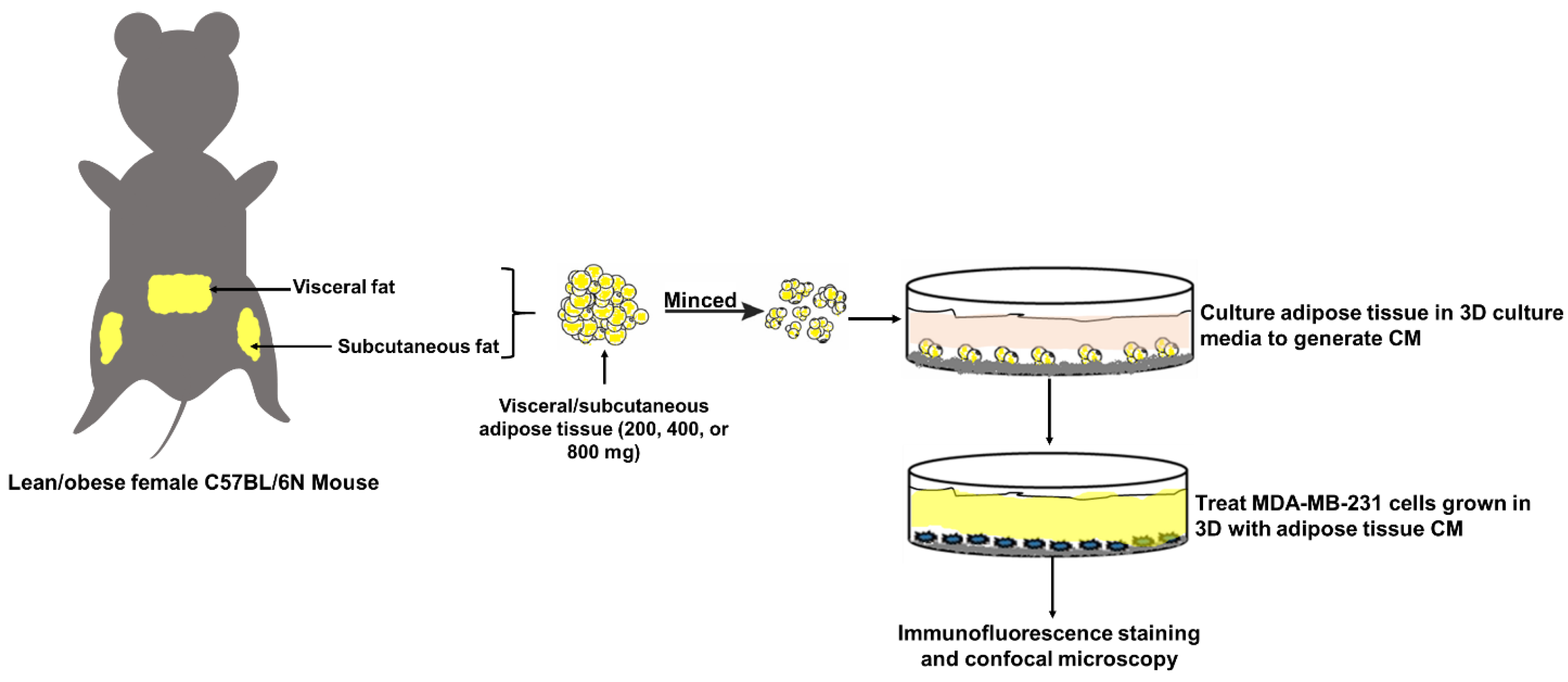 Ijms 21 06439 g008 Ijms 21 06439 g008