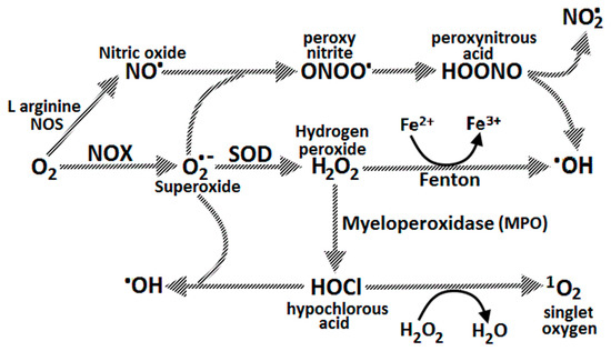 Pathways of Gastric Carcinogenesis, Helicobacter pylori