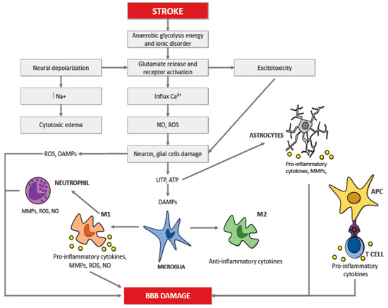 ijms free full text neuroinflammatory mechanisms in ischemic stroke focus on cardioembolic stroke background and therapeutic approaches html