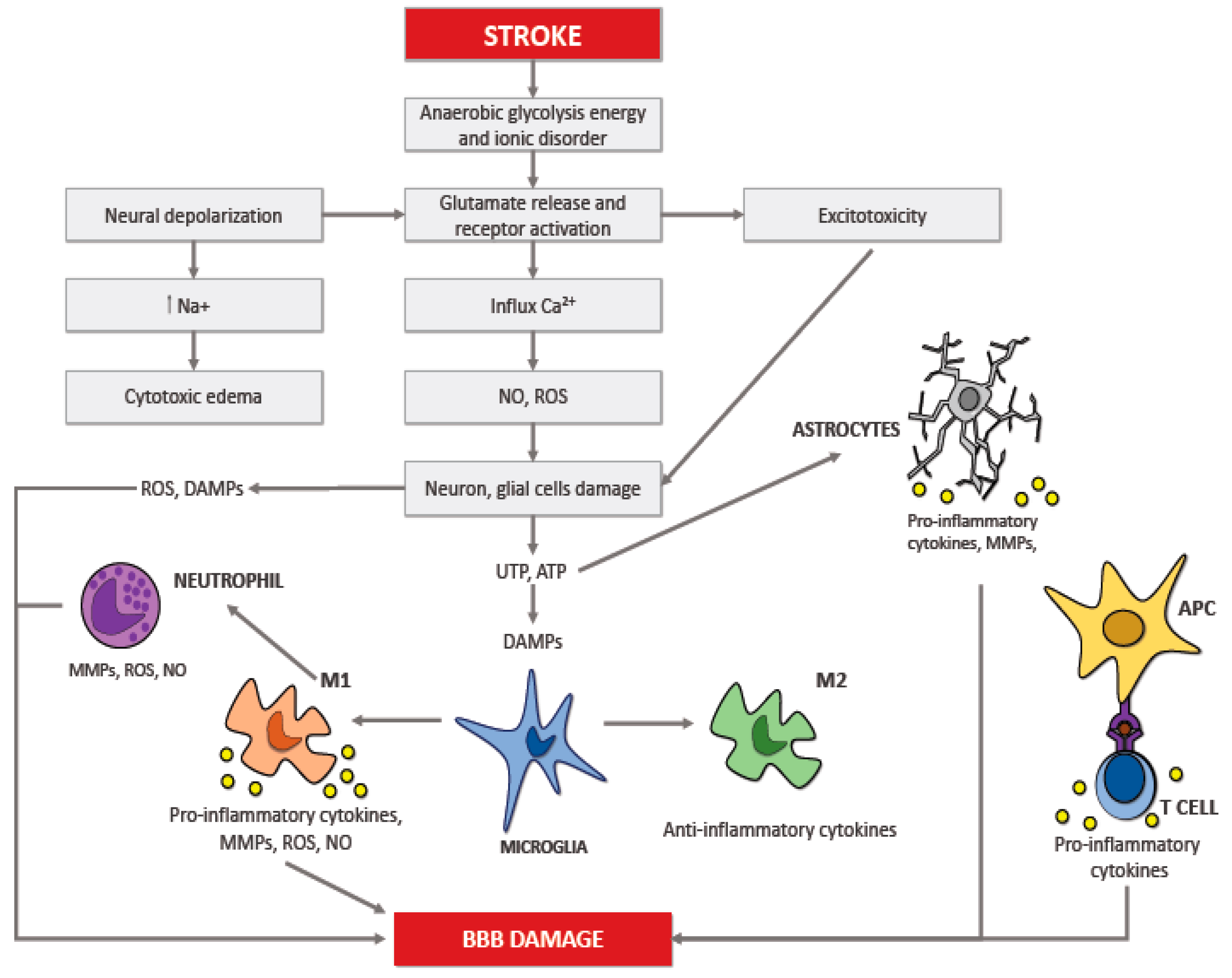 ischemic stroke pathophysiology