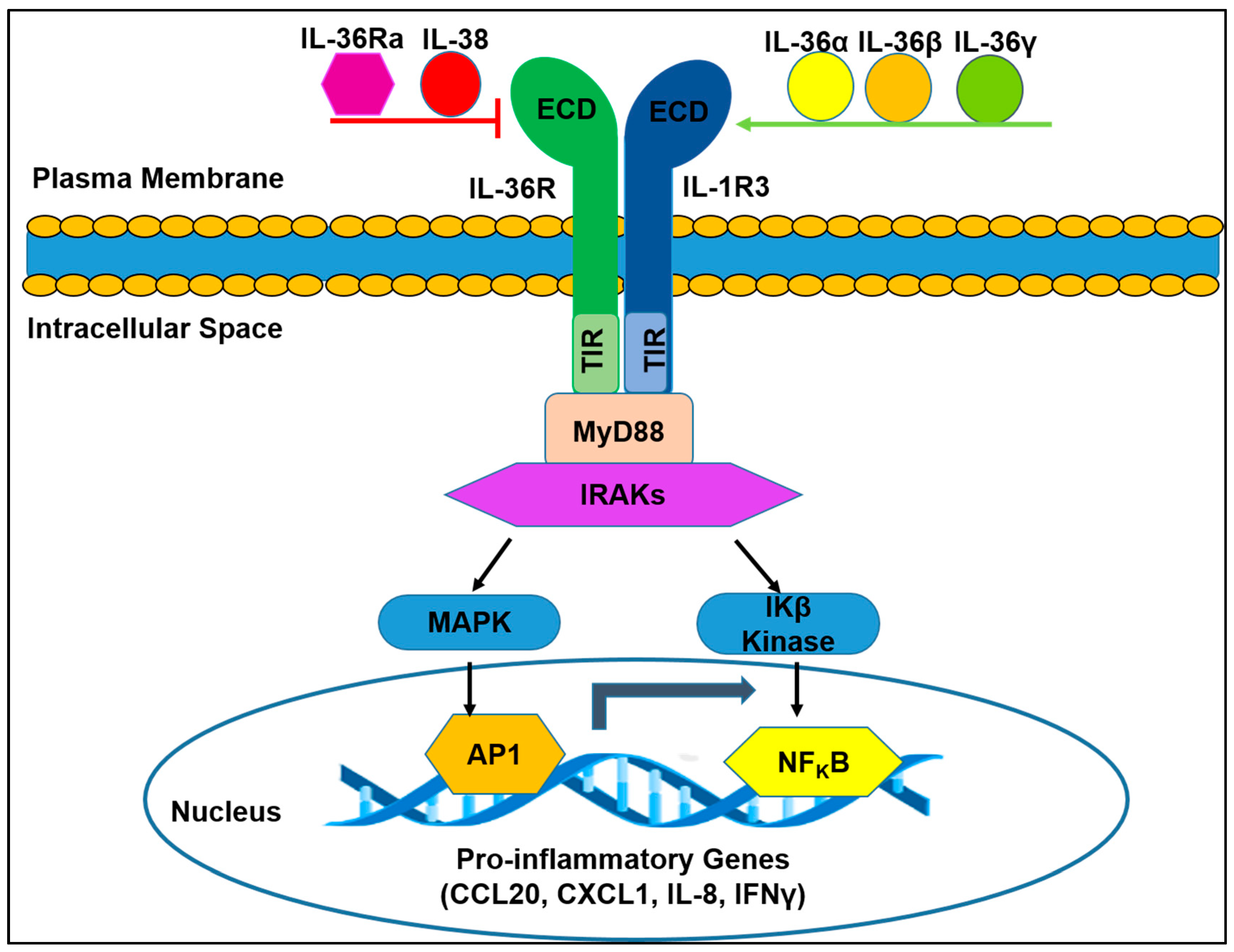 Ijms 21 06458 g001 Ijms 21 06458 g001