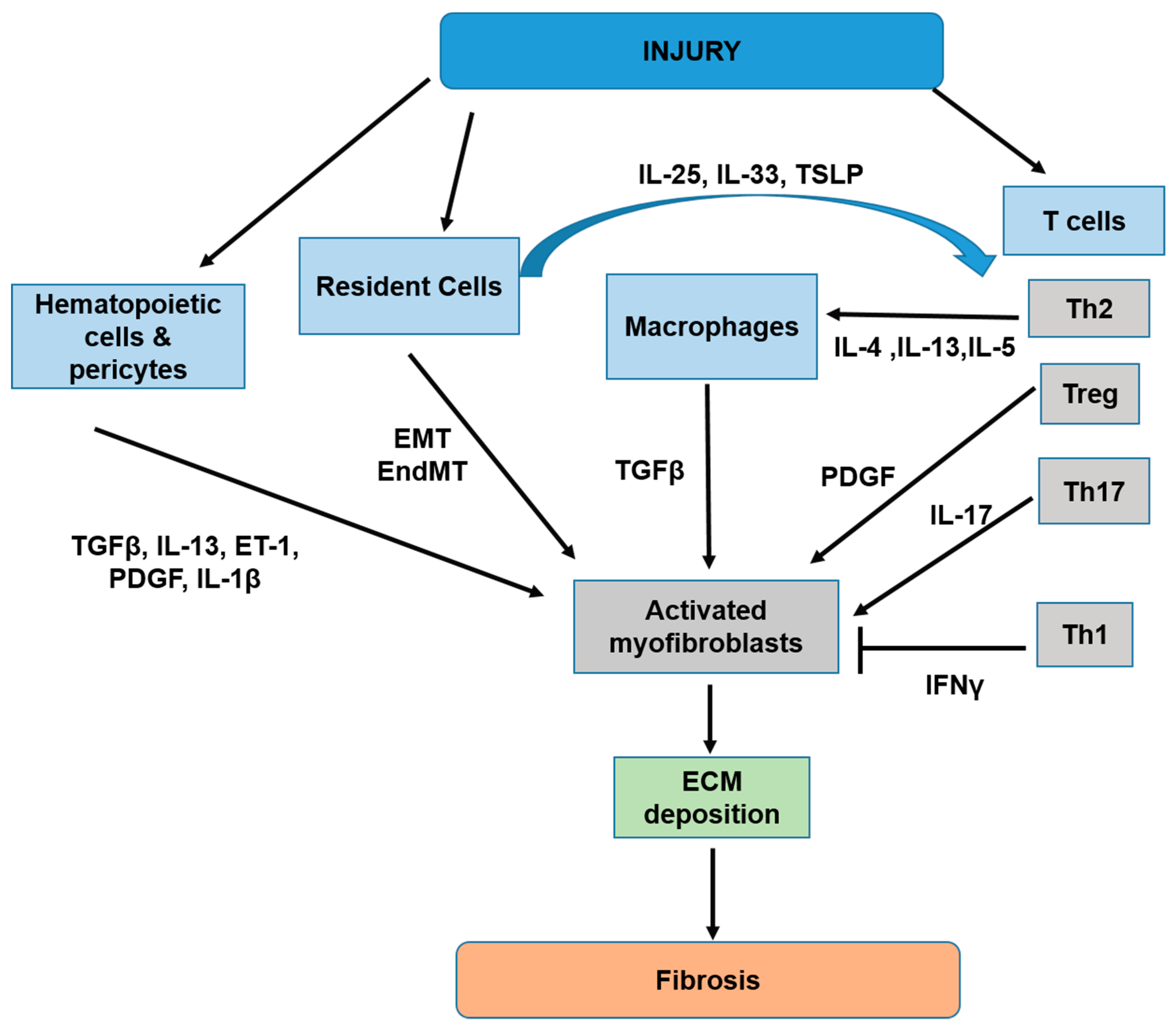 Ijms 21 06458 g002 Ijms 21 06458 g002