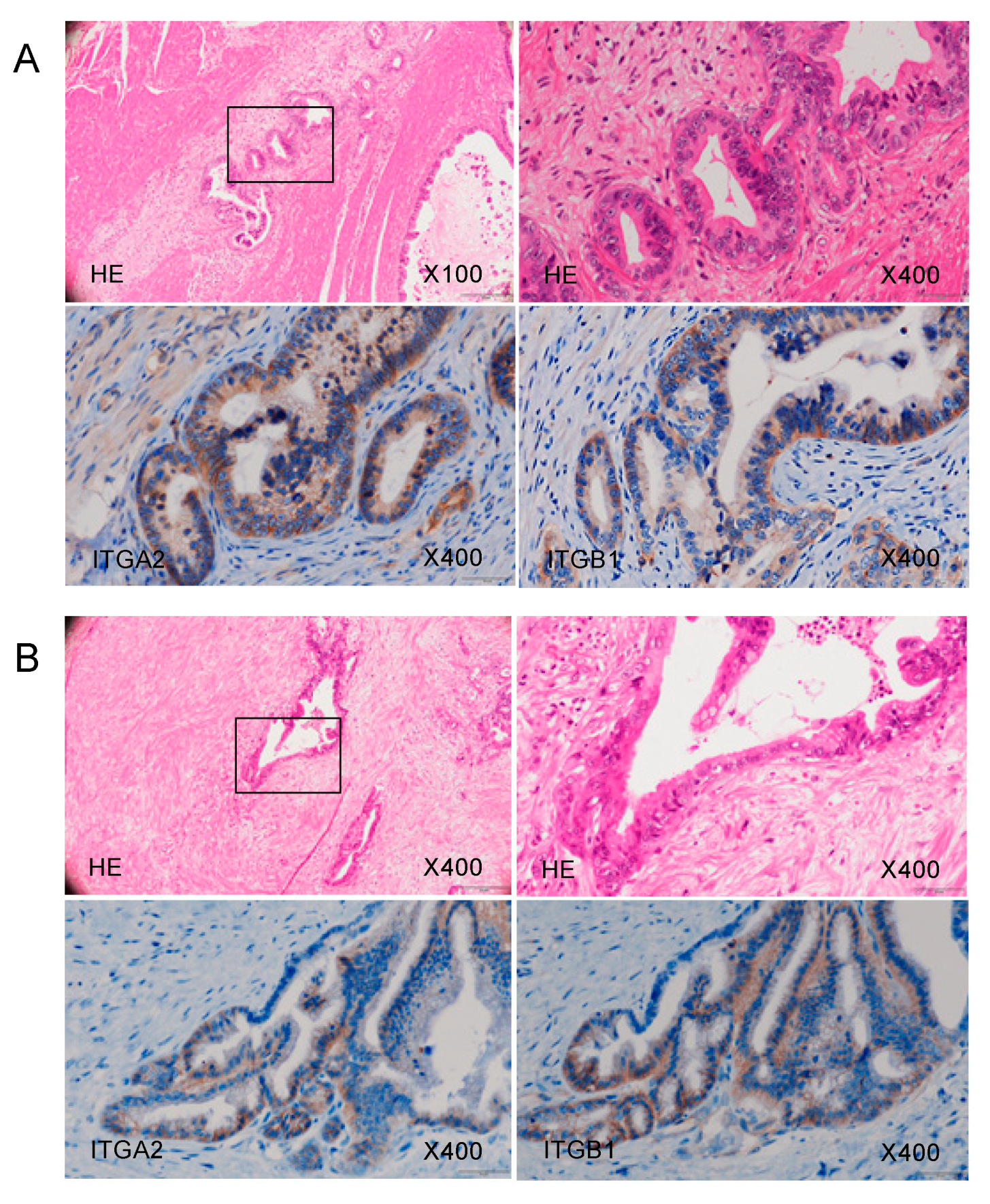 Ijms 21 06459 g009 Ijms 21 06459 g009
