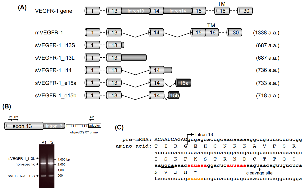 Ijms 21 06460 g002 Ijms 21 06460 g002