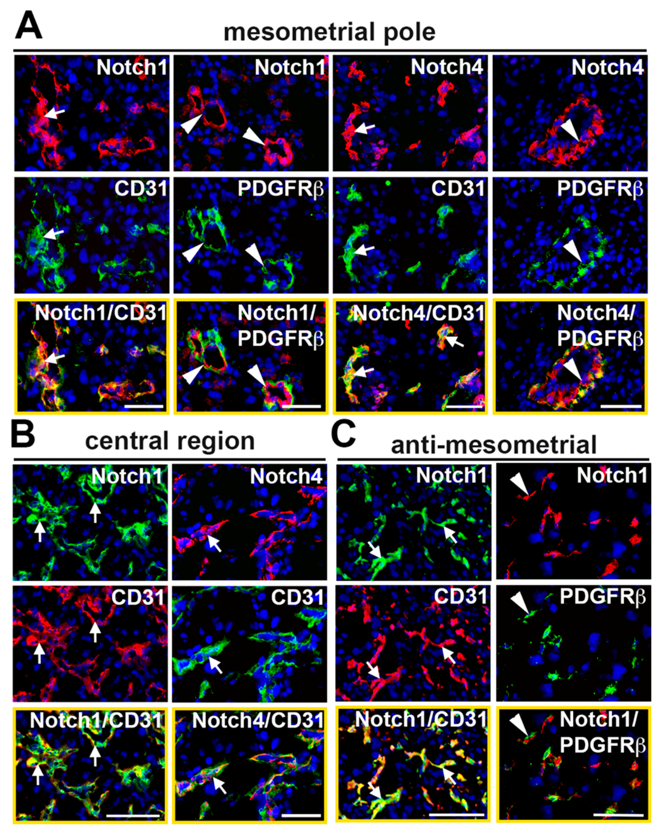 Ijms 21 06477 g002 Ijms 21 06477 g002