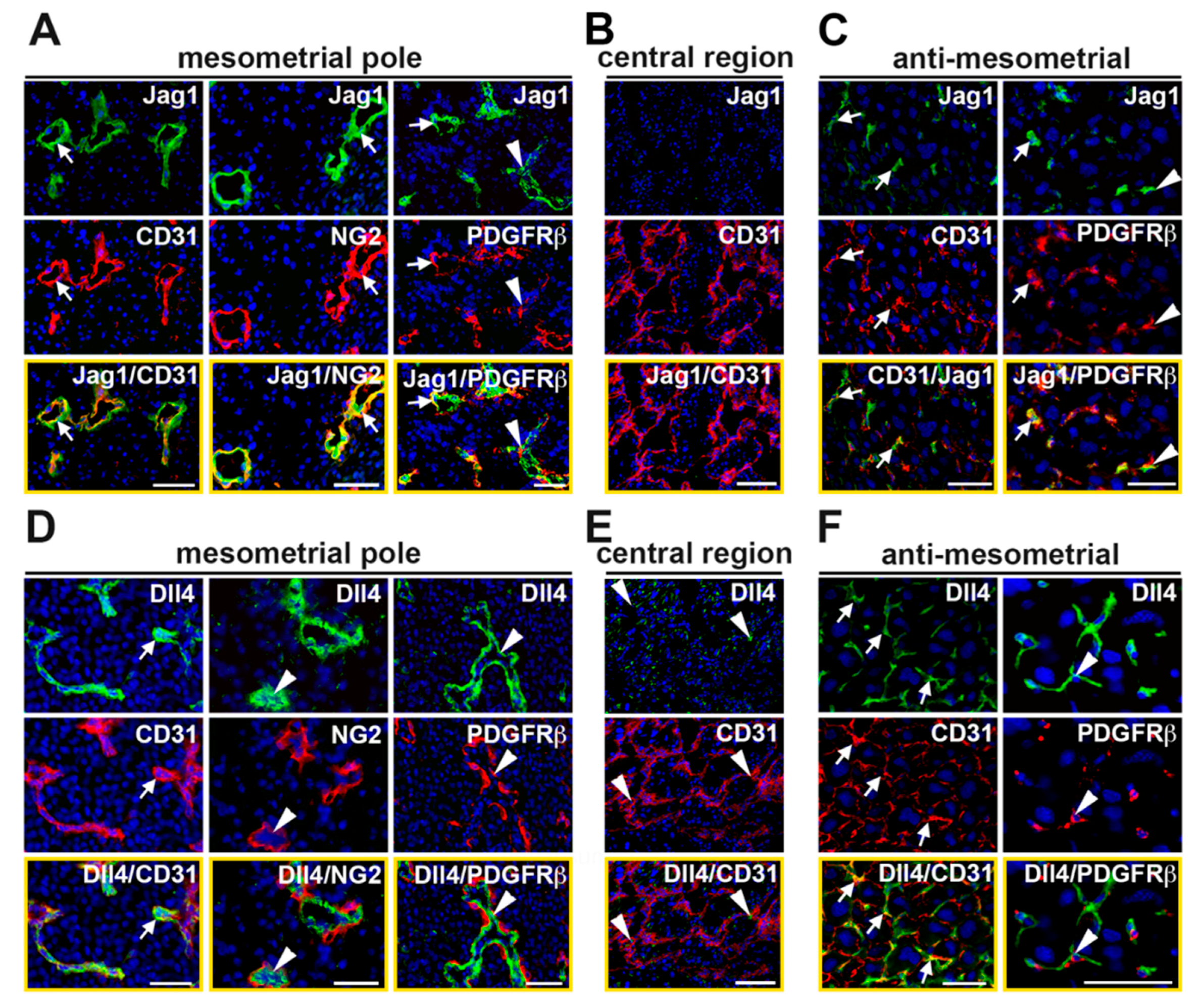 Ijms 21 06477 g003 Ijms 21 06477 g003