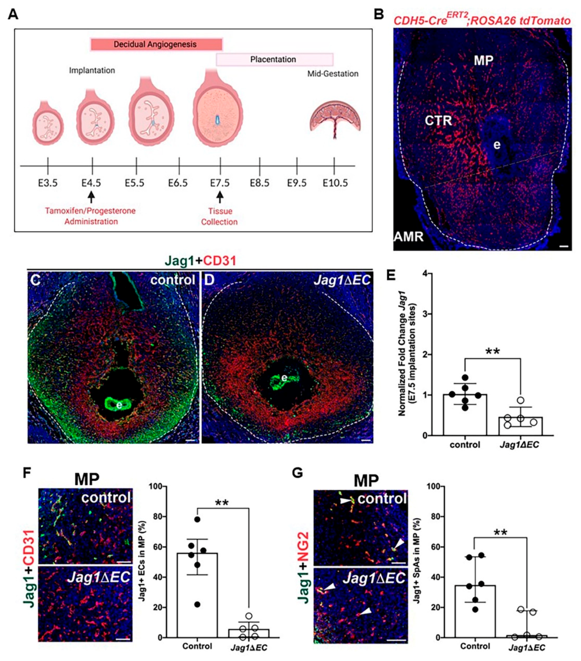 Ijms 21 06477 g004 Ijms 21 06477 g004
