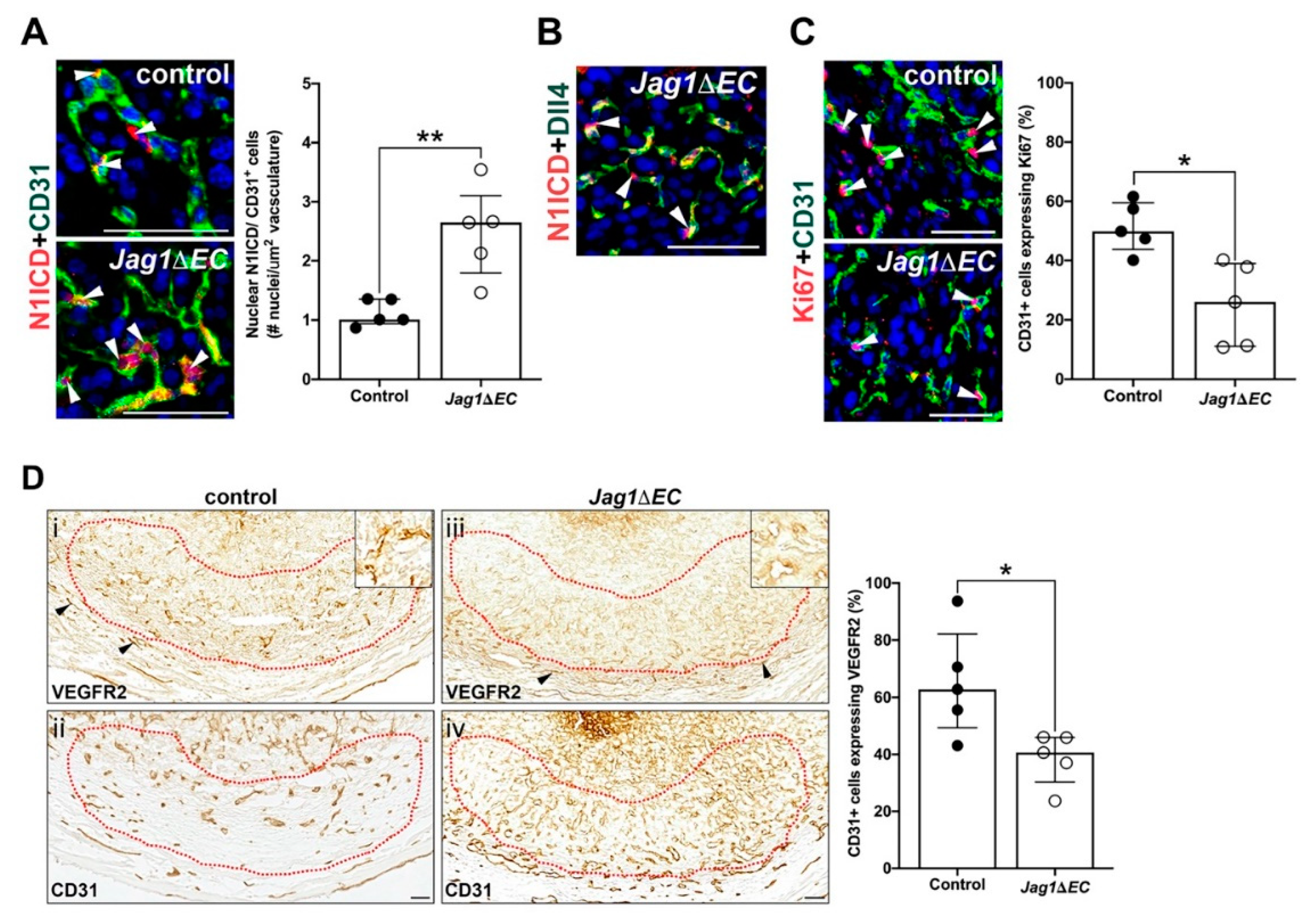 Ijms 21 06477 g007 Ijms 21 06477 g007