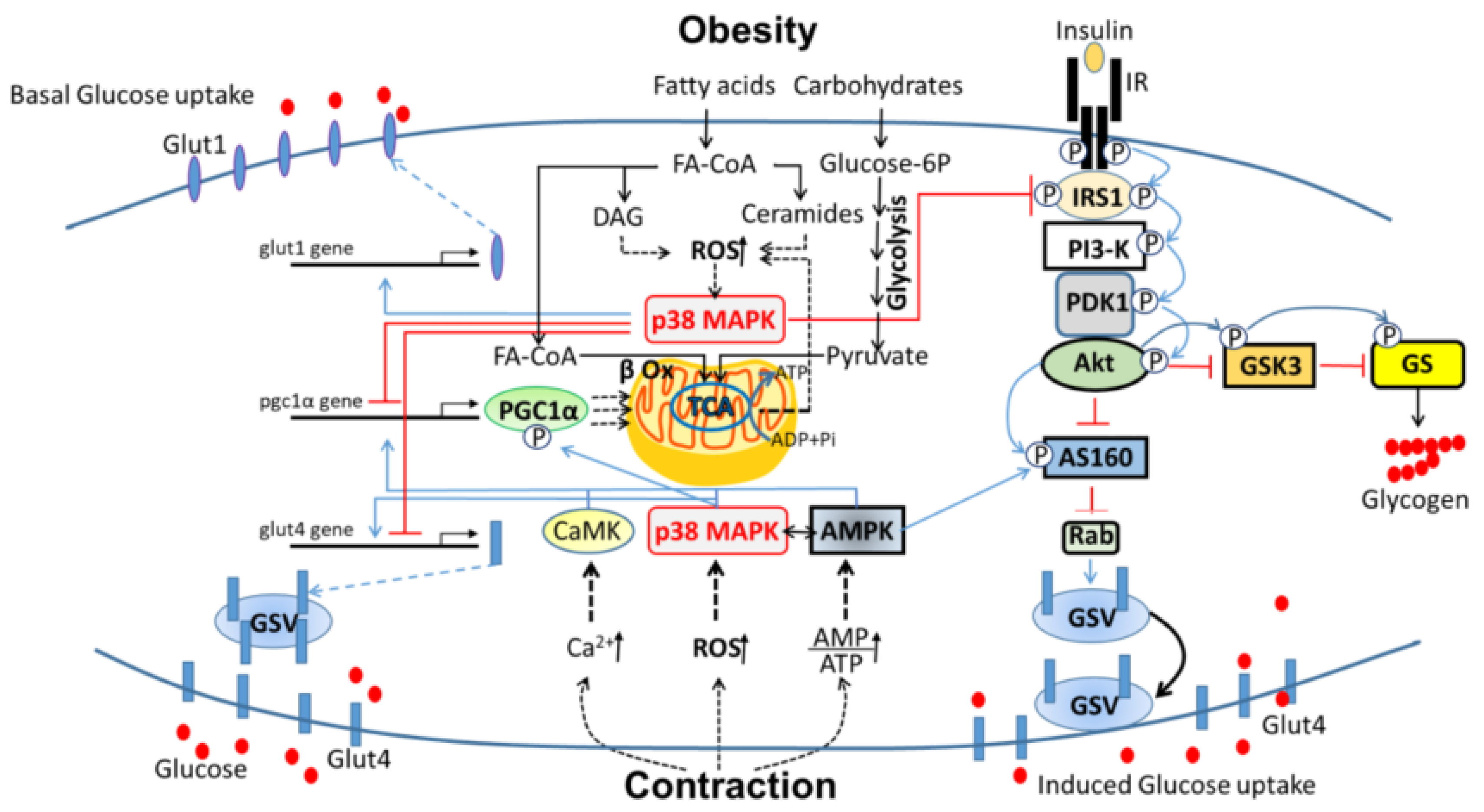 Ijms Free Full Text P38 Mapk In Glucose Metabolism Of Skeletal Muscle Beneficial Or Harmful Html