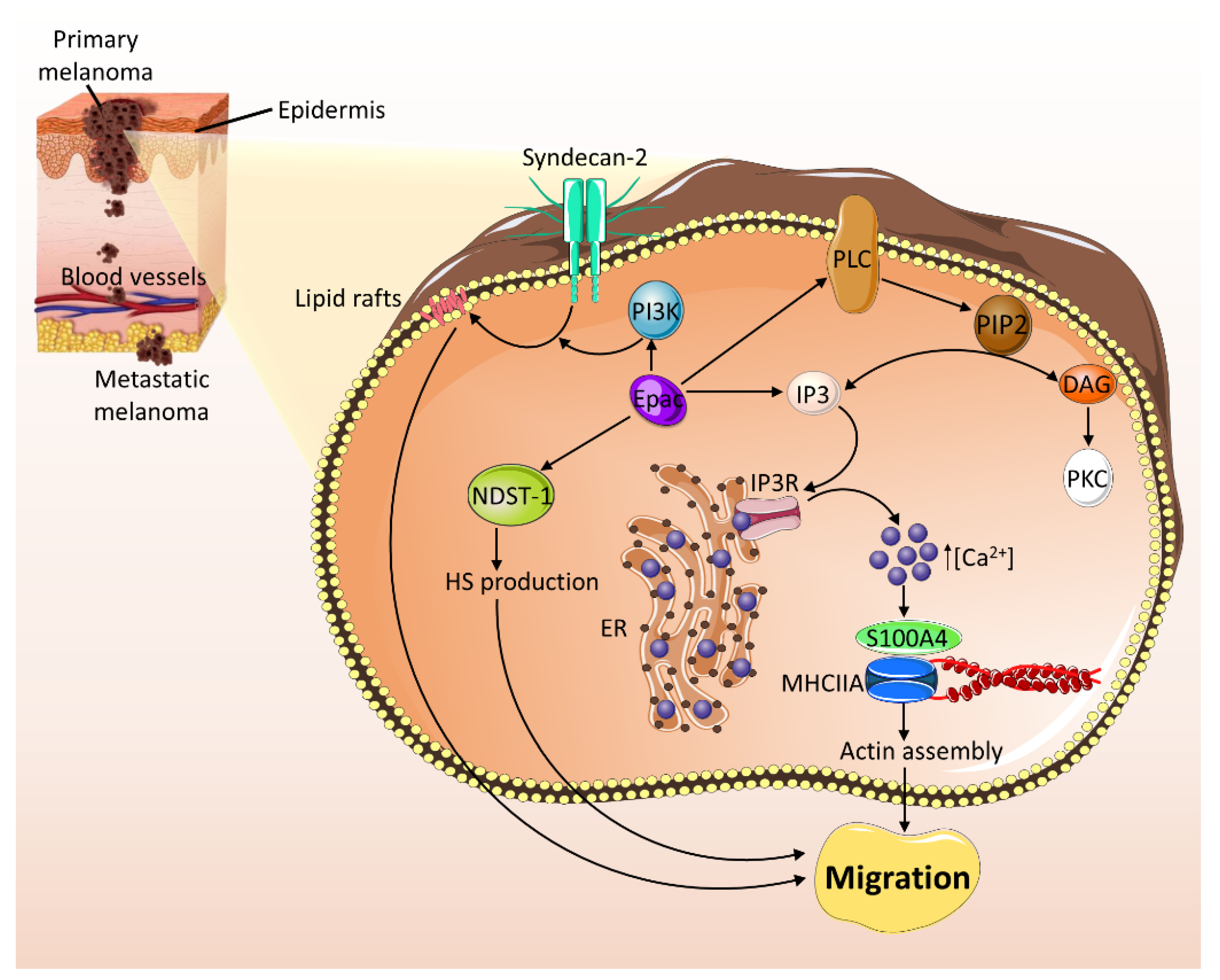 Ijms 21 06489 g005 Ijms 21 06489 g005
